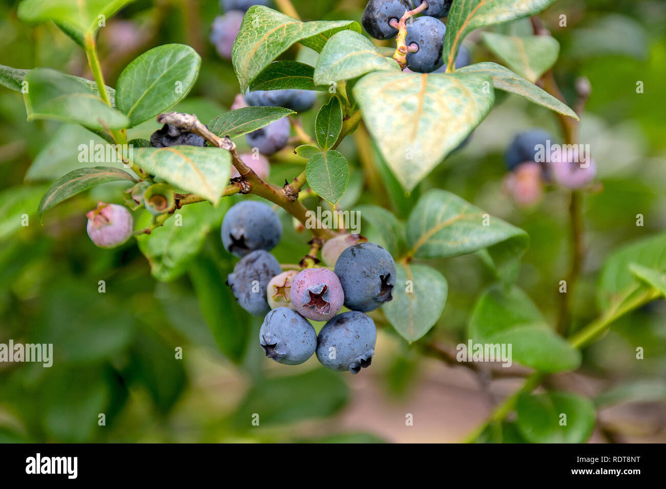 Nahaufnahme der Reifung blueberry Cluster auf berry Bush Stockfoto