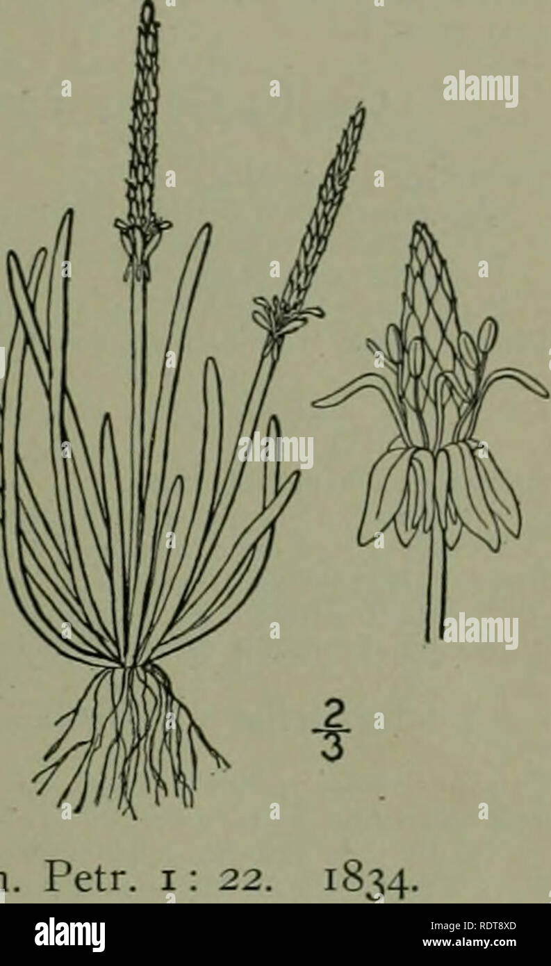 . Eine Illustrierte Flora von der nördlichen USA, Kanada und die britischen Besitzungen: von Neufundland zu den Parallelen der südlichen Grenze von Virginia und vom Atlantik westwärts nach dem 102 Meridian. Botanik. CROWFOOT FAMILIE. 103 18. MYOSURUS L. Sp. PI. 284. t753 - Diminutive jährlichen Kräuter, Willi faserige Wurzeln, getuftet, basal Linear- oder Linear-Spatelförmig, ganze Blätter und l-flovered Scapes. Kelchblätter 5 (selten 6 bis 7), an der Basis vorangetrieben. Blütenblätter die gleiche Anzahl oder keine, wenn vorhanden grünlich-gelb, schmal, die Kralle mit einem NEC-tariferous Grube auf dem Gipfel, der Extremität ausbreiten Stockfoto