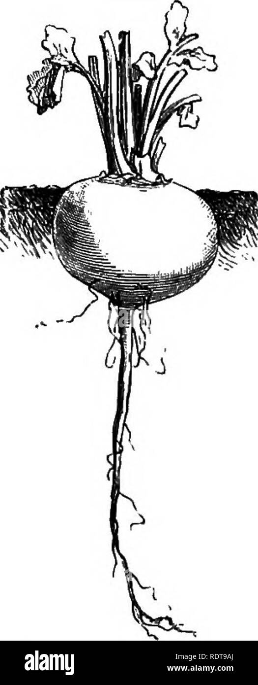 . Die Parks und Gärten von Paris, in bezug auf die Wünsche anderer Städte und der öffentlichen und privaten Gärten angesehen; Hinweise auf eine Studie von Paris. Garten, Gärten und Parks. Naveigris de Morigny.. Bitte beachten Sie, dass diese Bilder sind von der gescannten Seite Bilder, die digital für die Lesbarkeit verbessert haben mögen - Färbung und Aussehen dieser Abbildungen können nicht perfekt dem Original ähneln. extrahiert. Robinson, W. (William), 1838-1935. London, Macmillan und Co. Stockfoto