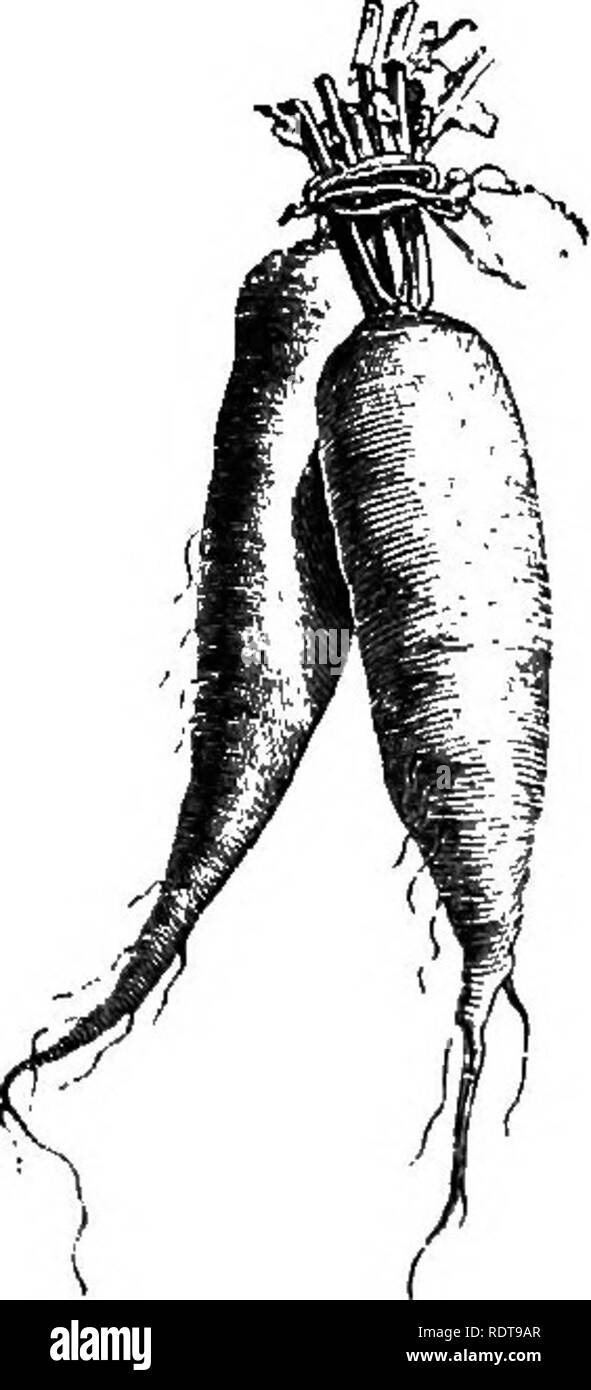 . Die Parks und Gärten von Paris, in bezug auf die Wünsche anderer Städte und der öffentlichen und privaten Gärten angesehen; Hinweise auf eine Studie von Paris. Garten, Gärten und Parks. Naveigris de Morigny.. Bitte beachten Sie, dass diese Bilder sind von der gescannten Seite Bilder, die digital für die Lesbarkeit verbessert haben mögen - Färbung und Aussehen dieser Abbildungen können nicht perfekt dem Original ähneln. extrahiert. Robinson, W. (William), 1838-1935. London, Macmillan und Co. Stockfoto