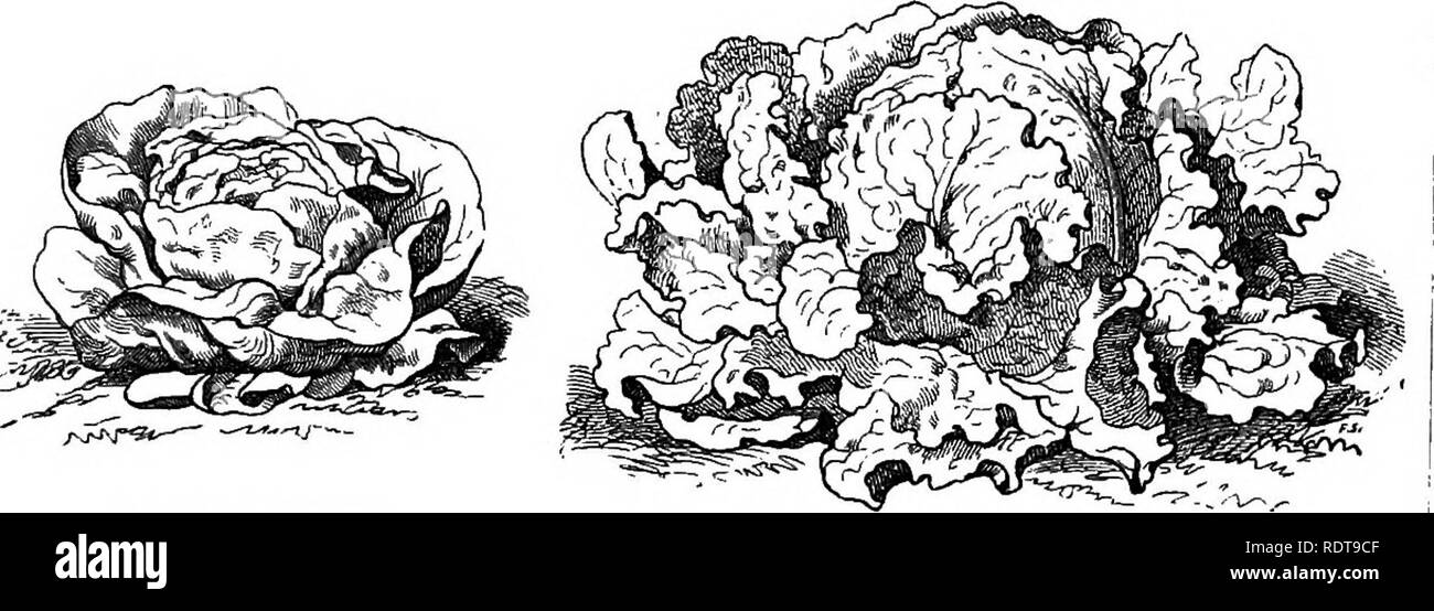 . Die Parks und Gärten von Paris, in bezug auf die Wünsche anderer Städte und der öffentlichen und privaten Gärten angesehen; Hinweise auf eine Studie von Paris. Garten, Gärten und Parks. Salat - Grosse B-ruiie Paresseuse^ Sommer). Salat - Cripe {Spriv^. (^Palatiite Aiitiann"). Salat - Batai'ia blond {Sommer).. Bitte beachten Sie, dass diese Bilder sind von der gescannten Seite Bilder, die digital für die Lesbarkeit verbessert haben mögen - Färbung und Aussehen dieser Abbildungen können nicht perfekt dem Original ähneln. extrahiert. Robinson, W. (William), 1838-1935. London, Macmillan und Co Stockfoto