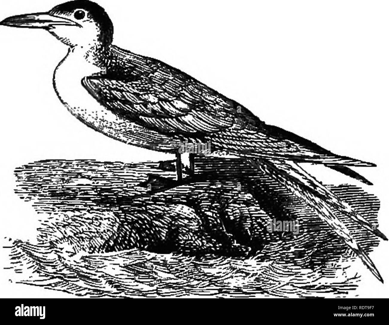 . 14 Wochen in der Zoologie. Zoologie. Parasitrap® Stercorarms&amp; cus, Arktis Skna. A-Mg. 26 S.. SteriM wileoni, Wilson's Tern. ihre Beute zu geben. und die mit der Geschwindigkeit von einem Pfeil, fängt es vor Erreichen des Wasser. Die Tern hat lange, spitzen Flügeln, einem Gegabelten Schwanz, und schlank, gerade Rechnung. Die Gnade - ful Entwicklungen dieser "Schlucken des Meeres", wie es entlang der sur-Gesicht gleitet, sind einem ständigen de-Licht auf den Betrachter. Die Schere - Bill hat seine lange, unterschnabel Com - seitlich an der Form und Schärfe eines Messers - Blade gedrückt, * Während es in die Nut schaltet Stockfoto