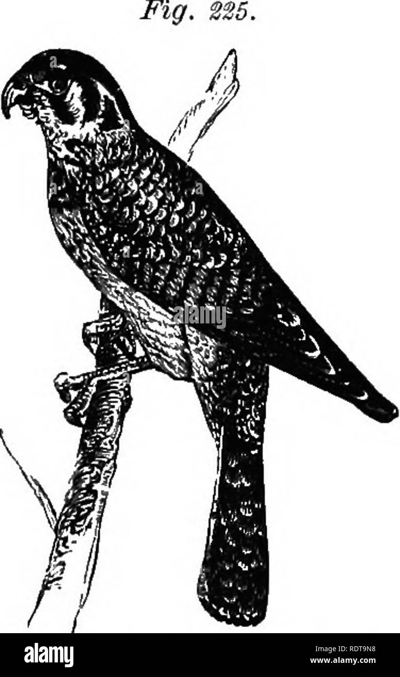 . 14 Wochen in der Zoologie. Zoologie. 134 SUBKINGDOM VERTEBEATA. Die Oreat-Jiorned Otvl, mit einer einzigen Ausnahme, ist die größte i.e. der Vereinigten Staaten. Es wird oft als die Katze Eule, wie seine Büschel, erektile, seinen Kopf geben einen finsteren Aspekt nicht anders als das Tier. Falconidae. - Die Falken, Habichte und Adler sind in dieser Familie ausgeschlossen. Sie sind nicht Ihre Beute zu stürzen auf die Erde, und mit mächtigen Krallen tlieir * Tragen Sie an einem ruhigen Ort ohne Unterbrechung zu essen, oder, wenn Sie zu gross, zu tragen, sich zu sättigen und ziehen Sie sich dann zum Einige abgeschiedene Ort für Verdauung, f Mg. 236.. Klagegründe Stockfoto