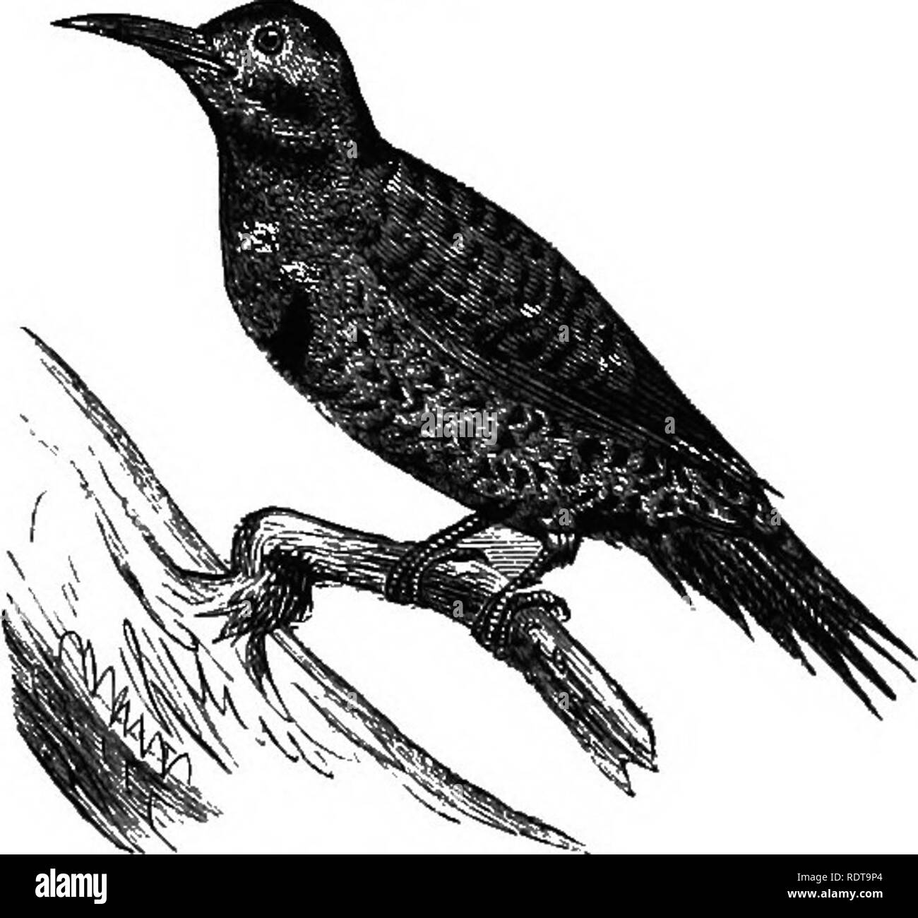 . 14 Wochen in der Zoologie. Zoologie. Klasse AVES: ORDBE PSITTAOI. 131 ein Schutz vor dem Regen, es in der Regel die Öffnung unter einem großen Zweig macht. Die wellenförmigen Flug, oft durch eine Sünde - gle Sweep von Baum zu Baum, als ob der Vogel mit geschlossenen Flügeln in eine geschwungene Linie geschwenkt worden war, ist die Vollendung der anmutigen Bewegungen. Der Golden-winged Specht ist die weitgehend durch Nordamerika verteilt, und die meisten schön gefärbte von seiner Familie. Der Mann kann nicht von der weiblichen unterschieden werden, abgesehen von der schwarzen Flecken auf den Wangen. Suchen wie Side - schnurrhaare. Mg.-Nr. Abb. SSL. Stockfoto