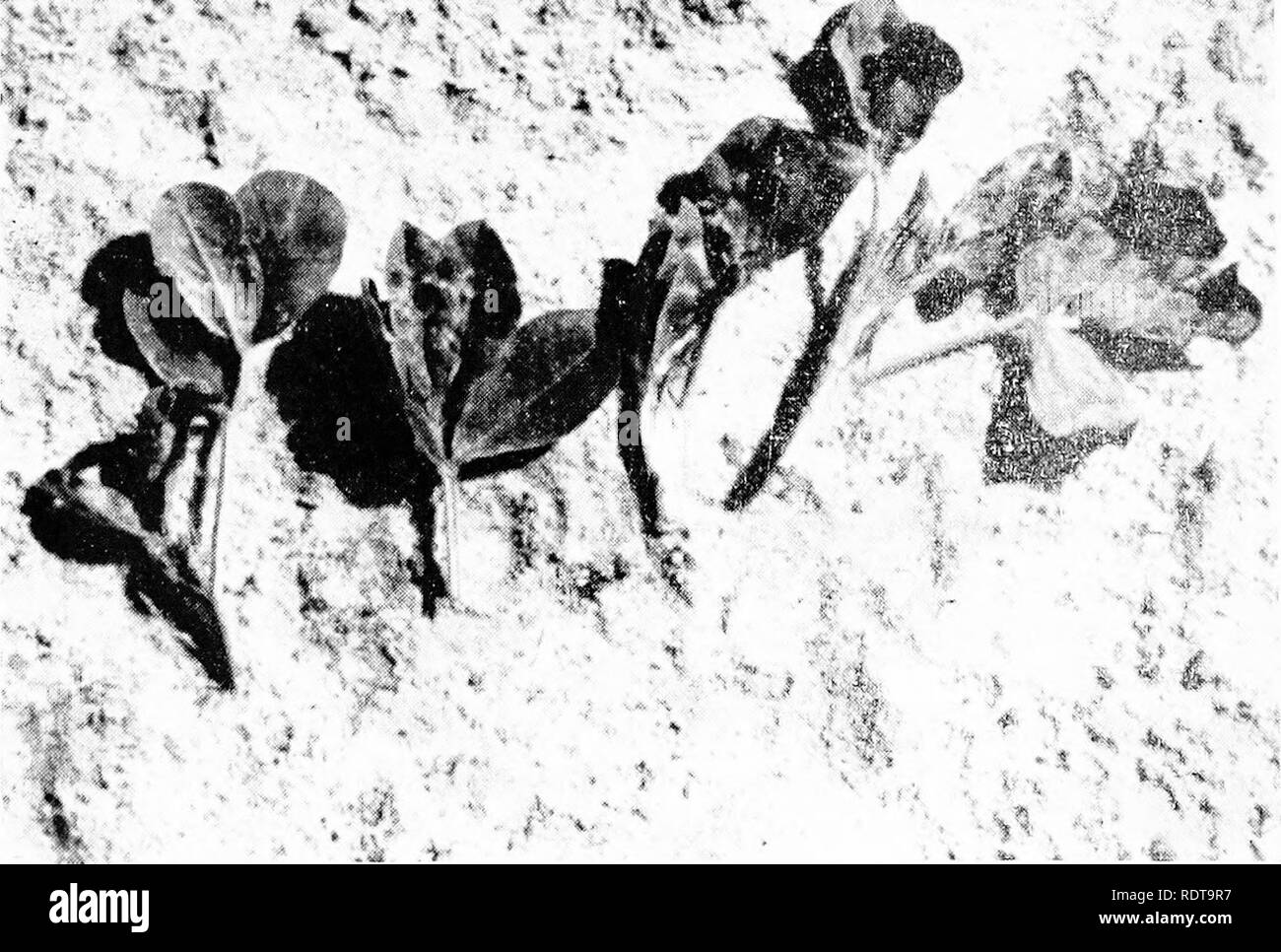 . Die Erdnuss, die unvorhersehbaren Hülsenfrucht; ein Symposium. Erdnüsse; Erdnüsse. 230 DIE ERDNUSS - DIE UNVORHERSEHBAREN HÜLSENFRUCHT kupferstaub ist für Erdnüsse in der Alabama-Florida - Georgia Bereich empfohlen. Ein Staub mit 1 Prozent DDT und 90 Prozent Schwefel wurde empfohlen (119) Für das Abstauben Erdnüsse in der Virginia-Carolina Bereich. Drei Anwendungen sind in 3-wöchigen Abständen empfohlen, Anfang Juli 10. bis 15. Tabak Thripse^ Bedeutung. Thripse Schäden an junge Erdnüsse über die meisten der Erdnuß ist weit verbreitet - Bereiche zu produzieren. Der Tabak Thripse, frankliniella Fusca (Hinds), ist der wichtigste Arten beteiligt, ein Stockfoto