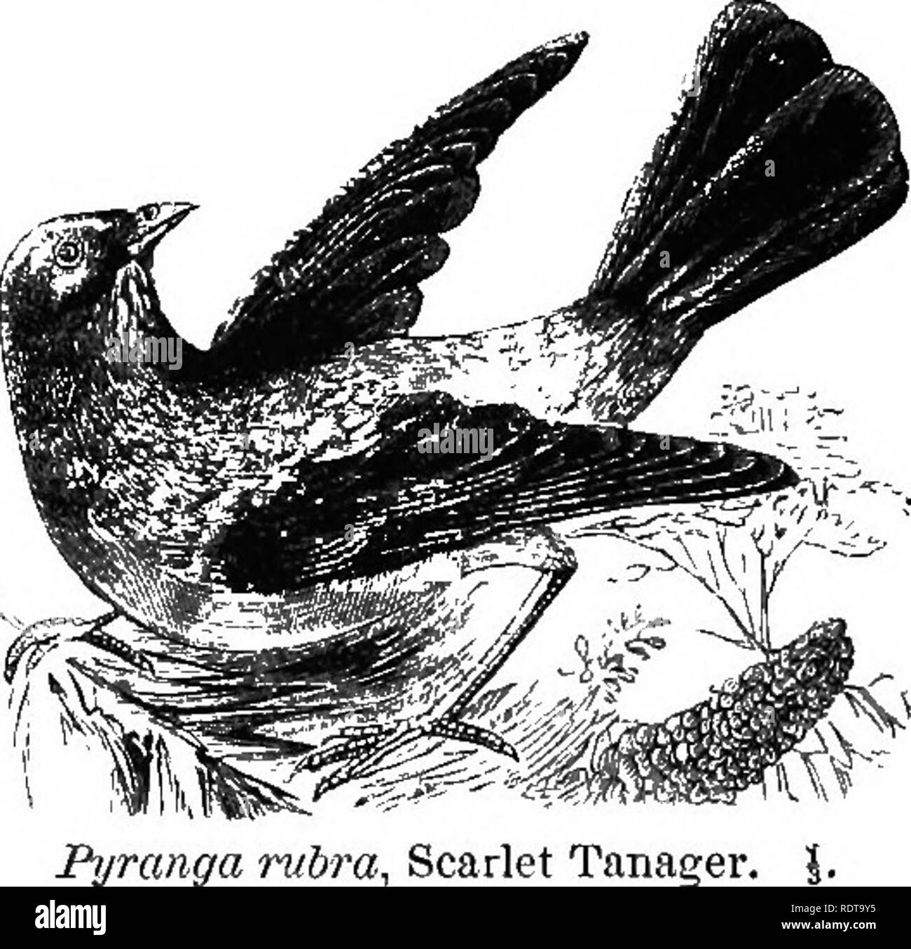 . 14 Wochen in der Zoologie. Zoologie. unschätzbare Dienste, hilft es, sich auch etwas für die kleineren Früchte, und somit Mg. Ich 9 S. ,' - Ist sehr unweise Perse durchzuführen.* Laniidae. - Die Shrike verschlingt die größere Insekten und kleineren Vögeln, schlagen Ihnen sinnlose durch einen Schlag auf den Kopf mit seiner leistungsfähigen Zahnriemen Schnabel. Ihre Krallen, CoUvnoiorealis Shrii. eoT Bntcher-Vai. Ich. Schwach, Es impales seine Opfer auf Dornen, oft eine Zahl zu einem Zeitpunkt auf dem gleichen Bush, dass es Sie in seiner Freizeit essen kann. Während dis-Innern, es listig steht auf der Innenseite, so dass Sie eher Ergänzungen zu Transfix Stockfoto