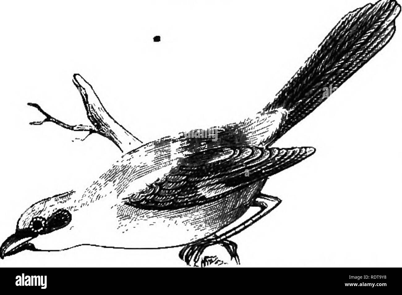. 14 Wochen in der Zoologie. Zoologie. 118 SUBKINGDOM VERTEBEATA.. unschätzbare Dienste, es sich selbst hilft auch etwas für die kleineren Früchte, und somit Mg. Ich 9 S. ,' - Ist sehr unweise Perse durchzuführen.* Laniidae. - Die Shrike verschlingt die größere Insekten und kleineren Vögeln, schlagen Ihnen sinnlose durch einen Schlag auf den Kopf mit seiner leistungsfähigen Zahnriemen Schnabel. Ihre Krallen, CoUvnoiorealis Shrii. eoT Bntcher-Vai. Ich. Schwach, Es impales seine Opfer auf Dornen, oft eine Zahl zu einem Zeitpunkt auf dem gleichen Bush, dass es Sie in seiner Freizeit essen kann. Während dis-Innern, es listig steht auf der Innenseite, damit Stockfoto