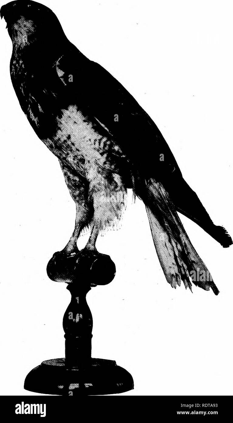 . Vögel von New York. Vögel. Vögel VON NEW YORK 85 eine erhabene Barsch es weniger häufig beobachtet ist auf toten Baum sitzt - Tops und Stubs in die offene, oder auf den hoch aufragenden Hügel. In der Brutzeit es pro-haps Unsere lautesten Hawk, seine oft wiederholten schreien oft jeden Tag aus der Umgebung der Nistplatz kommt. Das Nest ist ein sperriges Struktur meist aus Stöcken und in die Gabelung eines hohen Baum gesetzt, eine Ulme, Birke, Ahorn, Black Cherry oder Buche häufig gewählt wird, selten eine immer grün. Die Eier sind von 3 bis 5 an der Zahl, schmuddelig, weißen oder blau-weißer Farbe, unregelmäßig und Usu-ally Ratte Stockfoto