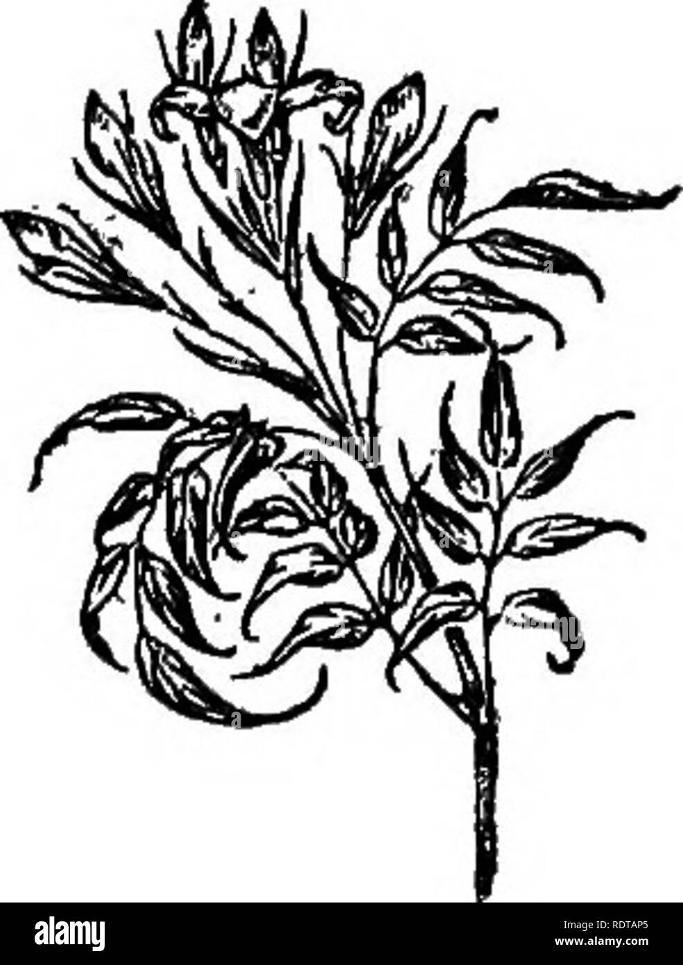 . Gärten von England. Gartenarbeit; Garten. Gärten von England gemalt von BEATRICE PARSONS BESCHRIEBEN DURCH E.T. kochen. Veröffentlicht von A.&amp; "C. SCHWARZ. LONDON • MCMXI. Bitte beachten Sie, dass diese Bilder sind von der gescannten Seite Bilder, die digital für die Lesbarkeit verbessert haben mögen - Färbung und Aussehen dieser Abbildungen können nicht perfekt dem Original ähneln. extrahiert. Koch, E.T. (Ernest Thomas), 1867-1915; Parsons, Beatrice E., Illus. London: A.&AMP;C Schwarz Stockfoto