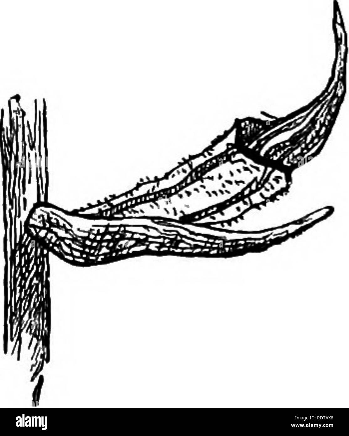 . Ein naturforscher Wanderungen in der östlichen Archipels; eine ausführliche Reise- und Erforschung von 1878 bis 1883. Natural History. Abb. 25. Abb. 25.- CHRT 30 GL 0 SSUM SP. Der Feigenbaum. 05 J LINKS KEPRESENTS zwei RÖSCHEN auf BLUMENSTENGEL; DASS AUF DER RECHTEN SEITE EINE CLEISTOGAMOUSLY befruchtet. Phajus; so dass es wahrscheinlich ist, dass der Grat in der zweiten Anlage kann den Überrest seines rostellum Anhänger auf der Rückseite der Stigmatisierung. Auf den Bäumen bei 2000 Fuß über dem Meeresspiegel reichen, ich versammelte die stumpf-blühenden Eria albido - tonientosa, bemerkenswert für seine Blütenhülle dicht mit eine filzige Masse aus weißer Wolle bedeckt. Es Stockfoto