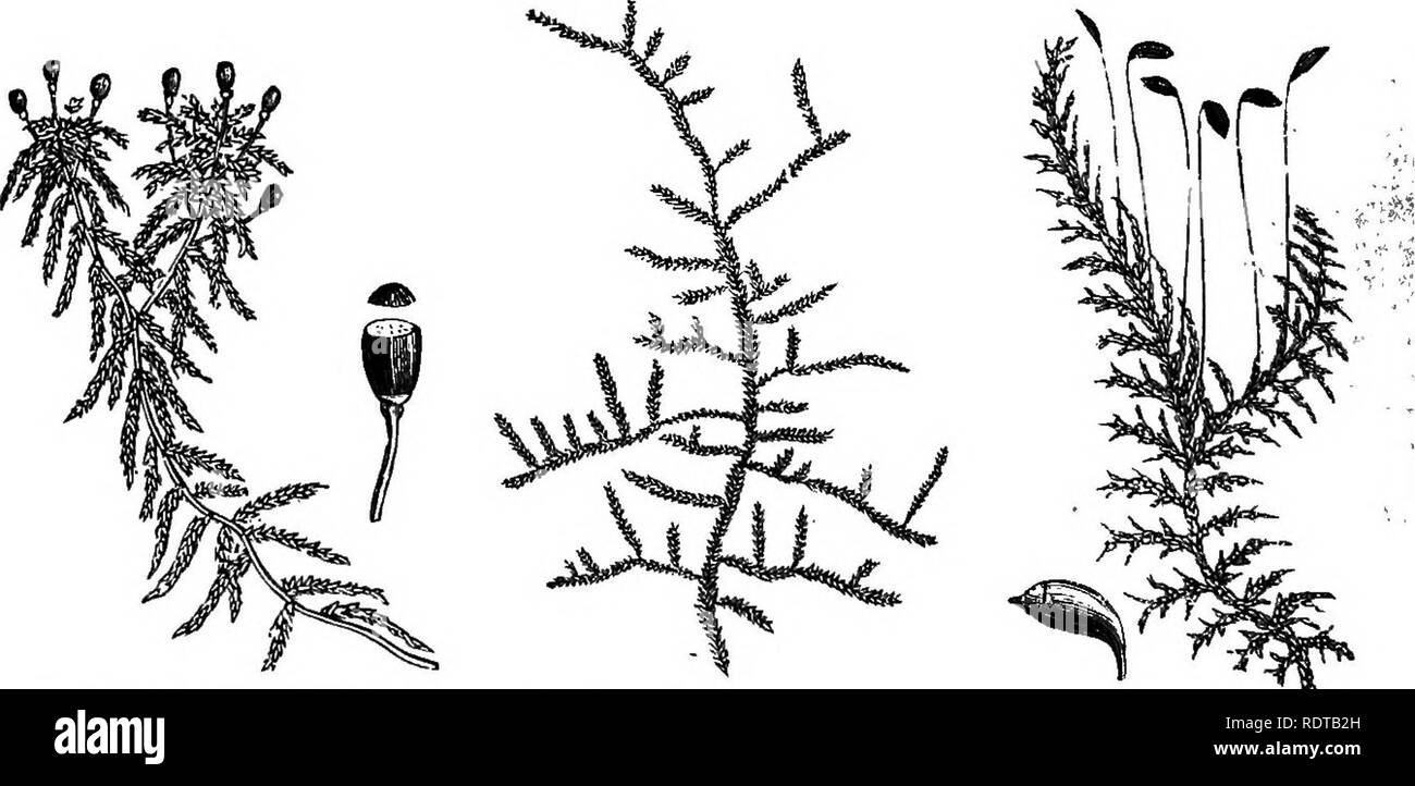 . Mein Garten, seinen Plan und Kultur zusammen mit einer allgemeinen Beschreibung der Geologie, Botanik und Naturgeschichte. Im Garten arbeiten. Abb. 818.- mnium Cuspidatum. Abb. 817.- Mnium undulatum. Auch andere Spezies, M. cuspidatum (Abb. 818), ein wenig Moos, die frei wächst mit uns über Felsen und Steine. Sphagnum (Abb. 819) nicht aus der Türen mit mir wachsen, obwohl ich ihn wieder und wieder eingepflanzt haben. Th ist weitgehend in das Wachstum unserer Orchideen verwendet.. Abb. 8 i 9.- Sphagn "m acutifoKum. Abb. Sao.- Hypnum ruscifolium. Abb. 820. a-Hypnum splendens. Wir haben in unserem streamt das Hypnum ruscifolium (Abb. 820). Ich Stockfoto