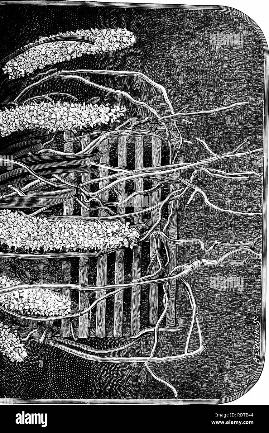. Die Orchidee - Handbuch des Erzeugers, mit Beschreibungen der besten Arten und Sorten von knabenkrautgewächse in Anbau... Orchideen. LU. Ich; 5 ^D^- ICH:,, CQ^2 i; -&gt;^-CQ^ &Lt;1-o b; C 3 + - - O f3&lt; D. Bitte beachten Sie, dass diese Bilder sind von der gescannten Seite Bilder, die digital für die Lesbarkeit verbessert haben mögen - Färbung und Aussehen dieser Abbildungen können nicht perfekt dem Original ähneln. extrahiert. Williams, Benjamin Samuel, 1822-1890; Williams, Henry. London, Victoria und Paradies Baumschulen Stockfoto