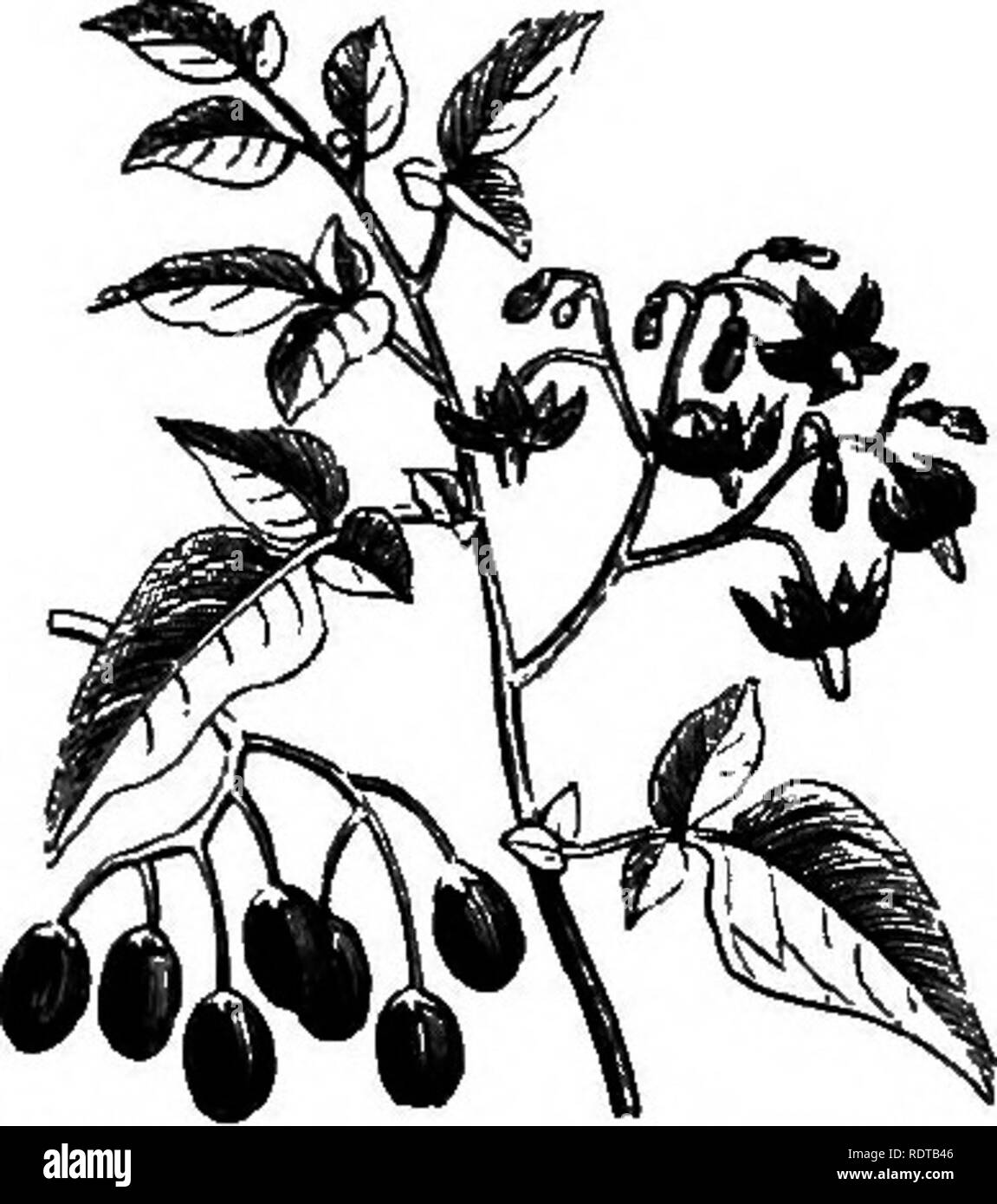 . Mein Garten, seinen Plan und Kultur zusammen mit einer allgemeinen Beschreibung der Geologie, Botanik und Naturgeschichte. Im Garten arbeiten. Abb. 78 s.-^ Bryonia dioica. Beratung, ich beschafft, und fand die Aussage richtig zu sein. Wir haben jetzt in der Regel eine gute Brut der jungen Schwäne, die so gierig Weiden auf dieses Unkraut, aber wenig bleibt in meinem Wasser. Die weibliche Pflanze allein existiert in diesem Land, und die Blume ist im Holzstich gezeigt. Zu den Kletterpflanzen haben wir die Bryony {Bryonia dioica, Abb. 785), eine Pflanze, die, wenn das alte, hat eine Wurzel, die so groß wie zwei oder drei Pastinaken. Sein Wachstum ist Pa Stockfoto