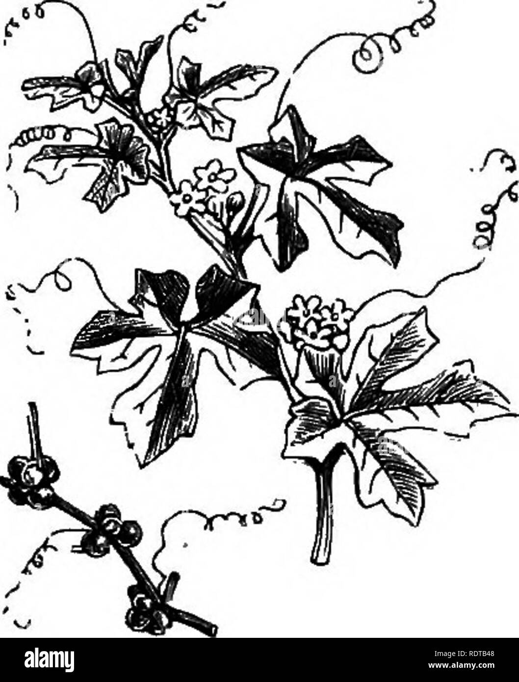 . Mein Garten, seinen Plan und Kultur zusammen mit einer allgemeinen Beschreibung der Geologie, Botanik und Naturgeschichte. Im Garten arbeiten. 342 MV GARTEN.. Abb. 78 s.-^ Bryonia dioica. Beratung, ich beschafft, und fand die Aussage richtig zu sein. Wir haben jetzt in der Regel eine gute Brut der jungen Schwäne, die so gierig Weiden auf dieses Unkraut, aber wenig bleibt in meinem Wasser. Die weibliche Pflanze allein existiert in diesem Land, und die Blume ist im Holzstich gezeigt. Zu den Kletterpflanzen haben wir die Bryony {Bryonia dioica, Abb. 785), eine Pflanze, die, wenn das alte, hat eine Wurzel, die so groß wie zwei oder drei Pastinaken. Stockfoto