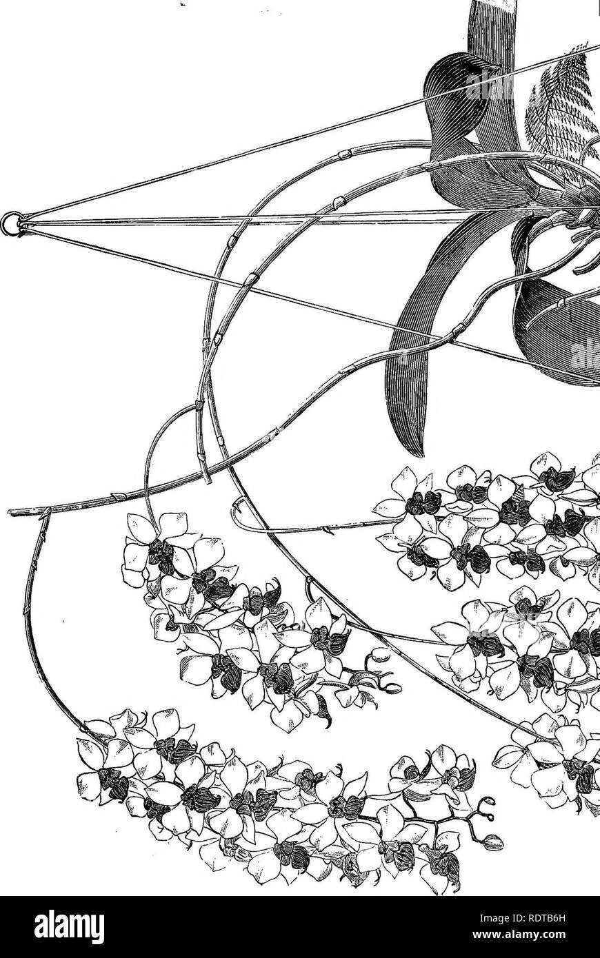 . Die Orchidee - Handbuch des Erzeugers, mit Beschreibungen der besten Arten und Sorten von knabenkrautgewächse in Anbau... Orchideen. . Bitte beachten Sie, dass diese Bilder sind von der gescannten Seite Bilder, die digital für die Lesbarkeit verbessert haben mögen - Färbung und Aussehen dieser Abbildungen können nicht perfekt dem Original ähneln. extrahiert. Williams, Benjamin Samuel, 1822-1890; Williams, Henry. London, Victoria und Paradies Baumschulen Stockfoto