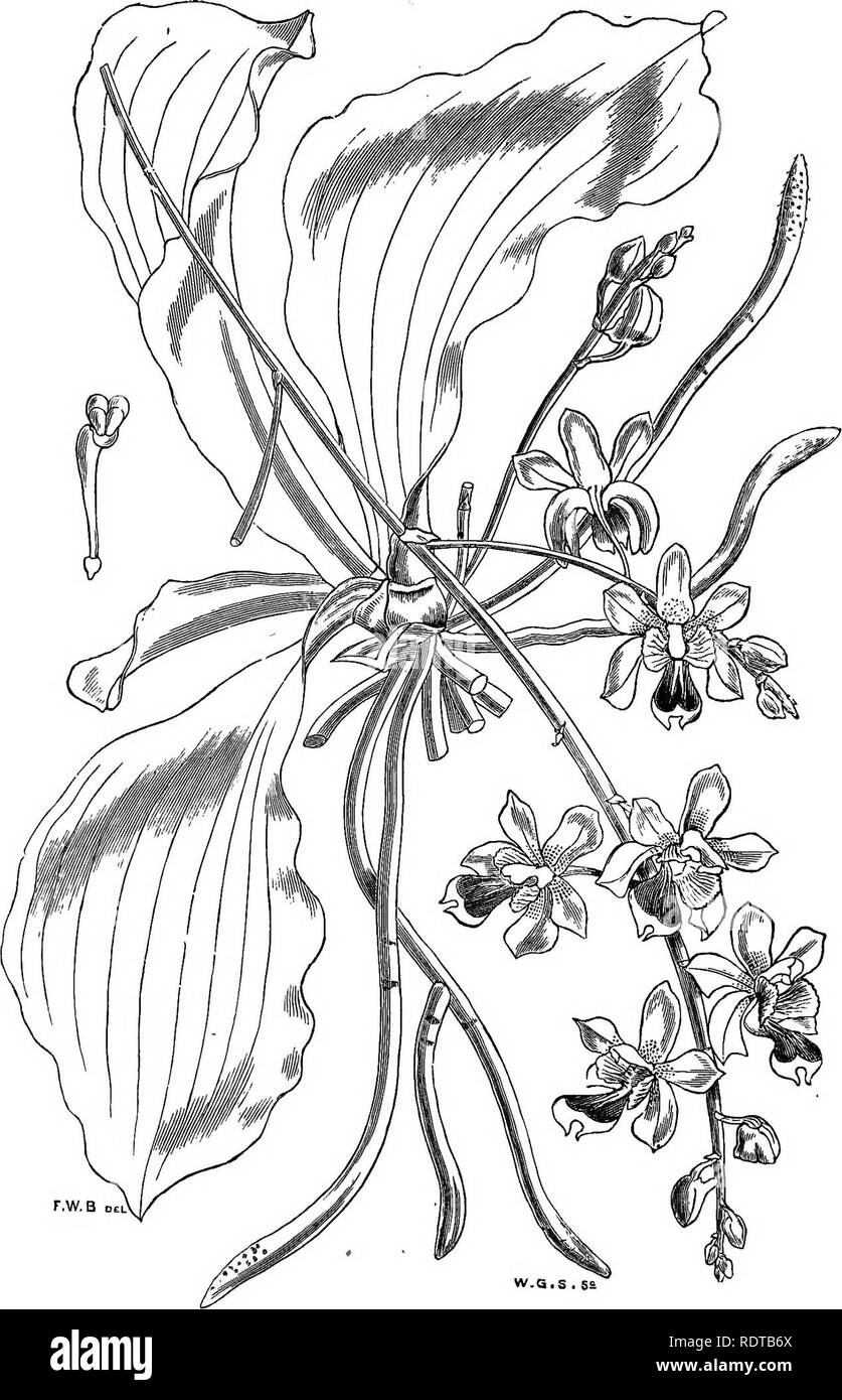 . Die Orchidee - Handbuch des Erzeugers, mit Beschreibungen der besten Arten und Sorten von knabenkrautgewächse in Anbau... Orchideen. r.w.B DtL&lt; w.ss. PHALAENOPSIS AMETHYSTIANA, (von den Gärtnern "Chronik"). Bitte beachten Sie, dass diese Bilder sind von der gescannten Seite Bilder, die digital für die Lesbarkeit verbessert haben mögen - Färbung und Aussehen dieser Abbildungen können nicht perfekt dem Original ähneln. extrahiert. Williams, Benjamin Samuel, 1822-1890; Williams, Henry. London, Victoria und Paradies Baumschulen Stockfoto