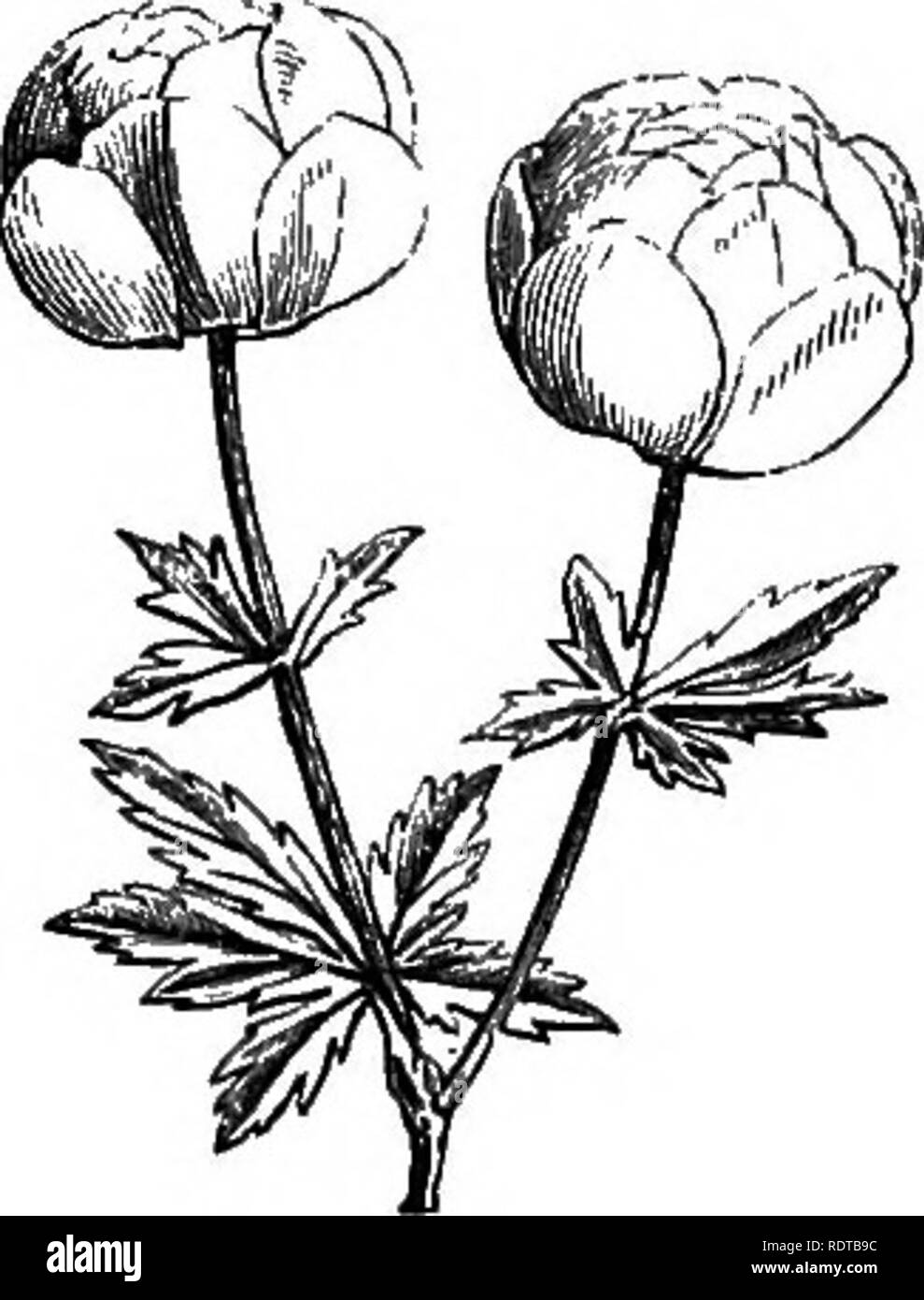 . Mein Garten, seinen Plan und Kultur zusammen mit einer allgemeinen Beschreibung der Geologie, Botanik und Naturgeschichte. Im Garten arbeiten. Abb. 735.- Adenia Chamsebuxus. Abb. 740.- Linum flavum. Abb. 741.-Solidago cambrica. Die gelbe Flachs {Linnvi Flavum, Abb. 740), mit leuchtend gelben Blüten, ist eine schöne Anlage aus Österreich, die sich leicht in geschützten Stellen angebaut werden kann. Die Waliser Golden Rod {Solidago cambrica, Abb. 741) ist es, die Arten der Gattung am besten für die alpineries angepasst und hat leuchtend gelben Blüten. Die trollius europccus (Abb. 742) hat eine sehr schöne. Bitte beachten Sie, dass diese Bilder extrac sind Stockfoto