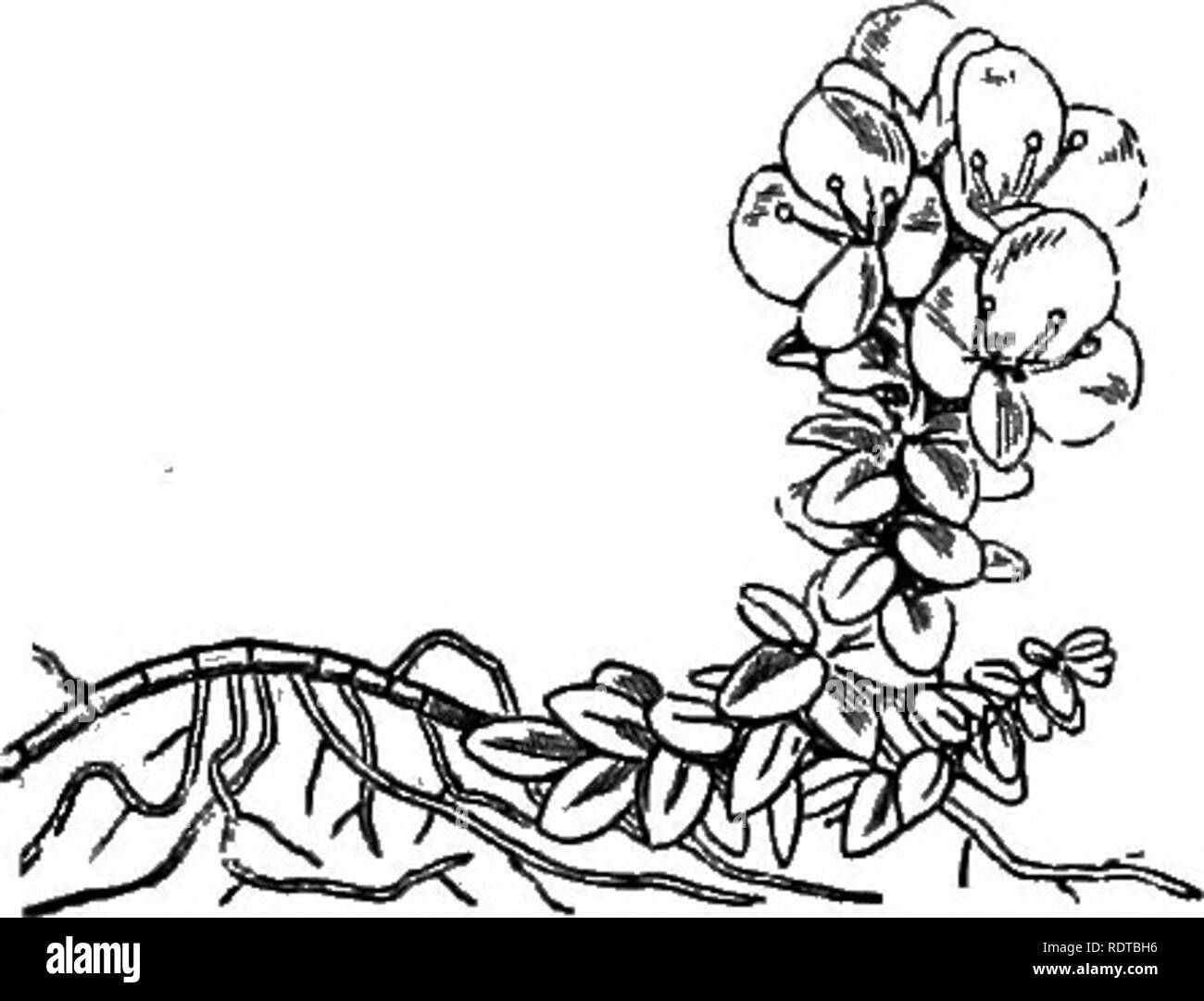 . Mein Garten, seinen Plan und Kultur zusammen mit einer allgemeinen Beschreibung der Geologie, Botanik und Naturgeschichte. Im Garten arbeiten. Abb. 693.-Myosotis dissitiflora. Abb. 694.-M. rupicola. Abb. 695. - Veronica maritima. Wir wachsen viele Ehrenpreis (Veronica). Die schöne V. Ckamczdrys wild wächst bei uns. Die V. maritima (Abb. 695) ist eine elegante Pflanze, und dauert in der Blüte eine lange Zeit. V repens (Abb. 696) ist gut für die rock-Arbeit angepasst. Wir wachsen auch V. aphylla, V. amcena, V. Candida, V. nummularia, V. saxatilis, V. spicata, V. Teucriiim, V. rupestre, V. virginica und andere Arten.. Bitte beachten Sie, dass die Stockfoto