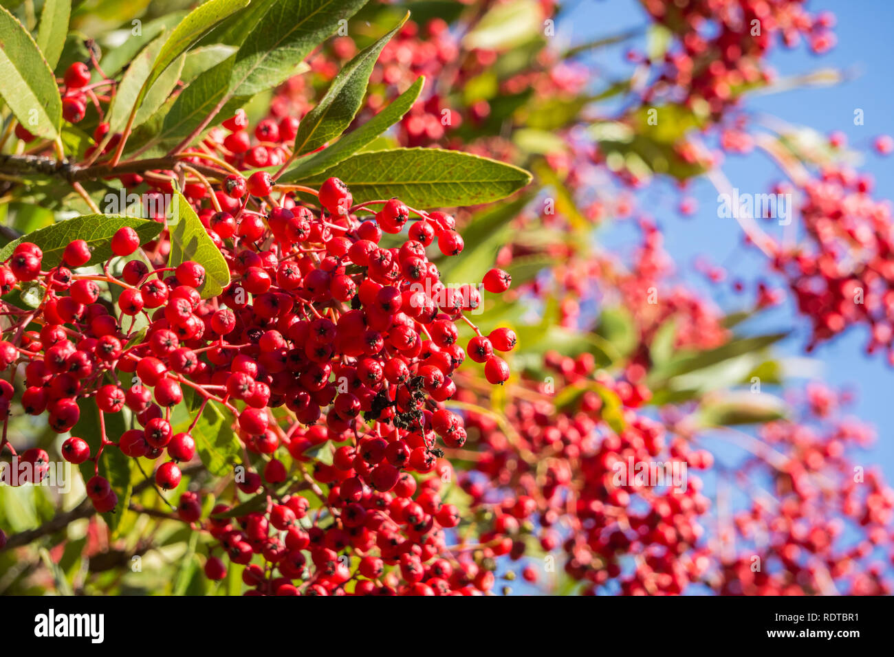 Leuchtend rote Toyon (heteromeles) Beeren, San Francisco Bay Area, Kalifornien Stockfoto