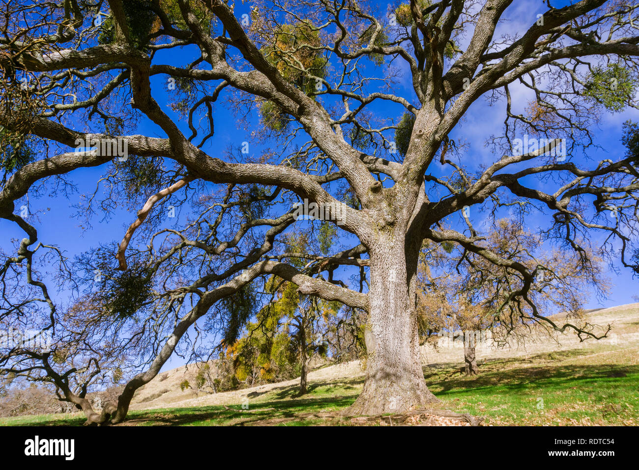 Große Valley Oaks mit Mistel wächst an den Zweigen, Sunol regionale Wildnis, San Francisco Bay Area, Kalifornien Stockfoto