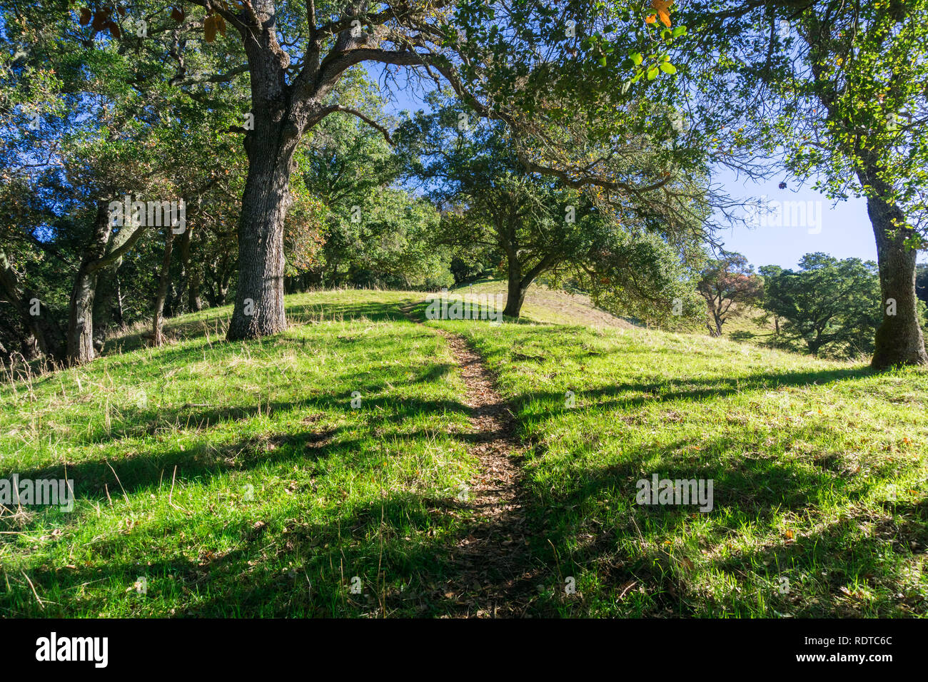 Wanderweg, obwohl ein Live Oak Grove, durch Sunol regionale Wildnis, San Francisco Bay Area, Kalifornien Stockfoto