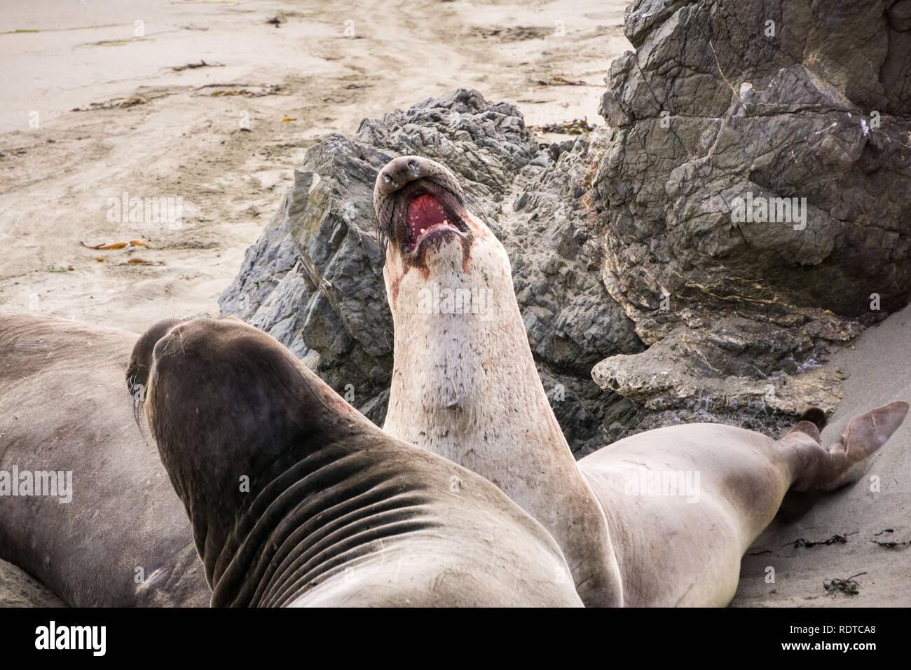 Nördlichen Seeelefanten, während der paarungszeit an einem Strand in der Nähe von San Simeon, Kalifornien kämpfen Stockfoto