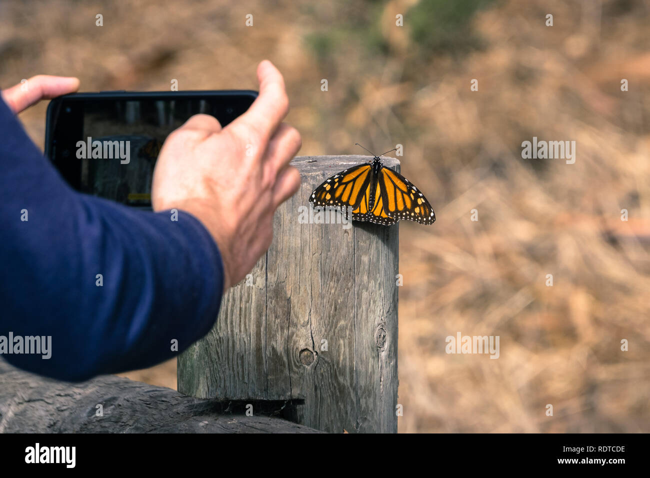Nicht identifizierte Person, ein Foto von einem Monarch Butterfly ruht auf einem hölzernen Pfosten; Pismo Beach Monarch Butterfly Sanctuary, Kalifornien Stockfoto