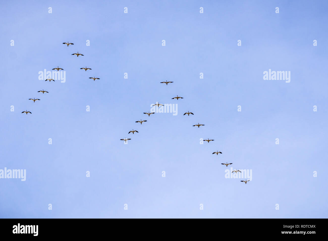 Schnee Gänse in einer V-Formation über die Ebene von Sacramento Valley fliegen, Sacramento National Wildlife Refuge, Kalifornien Stockfoto