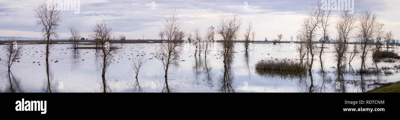 Panoramablick auf die Sümpfe des Llano Seco Einheit Wildlife Refuge, Sacramento National Wildlife Refuge, Kalifornien Stockfoto