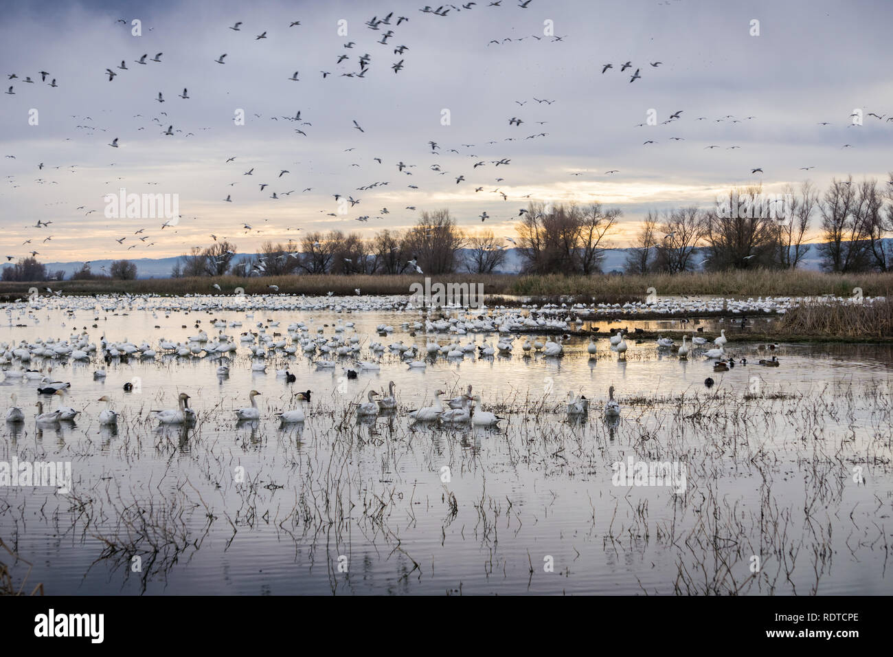 Herden von Schnee Gänse in der seichten Teichen von colusa Wildlife Refuge; Sacramento National Wildlife Refuge, Kalifornien Stockfoto