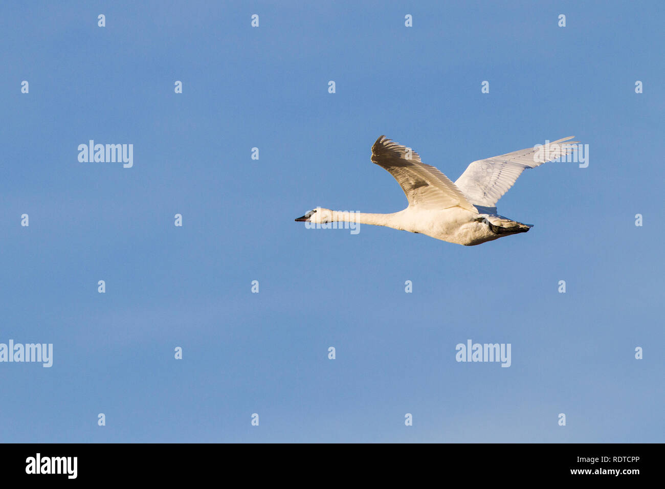 00758-00902 Trompeter Schwan (Cygnus buccinator) im Flug, Riverlands wandernden Vogelschutzgebiet, MO Stockfoto