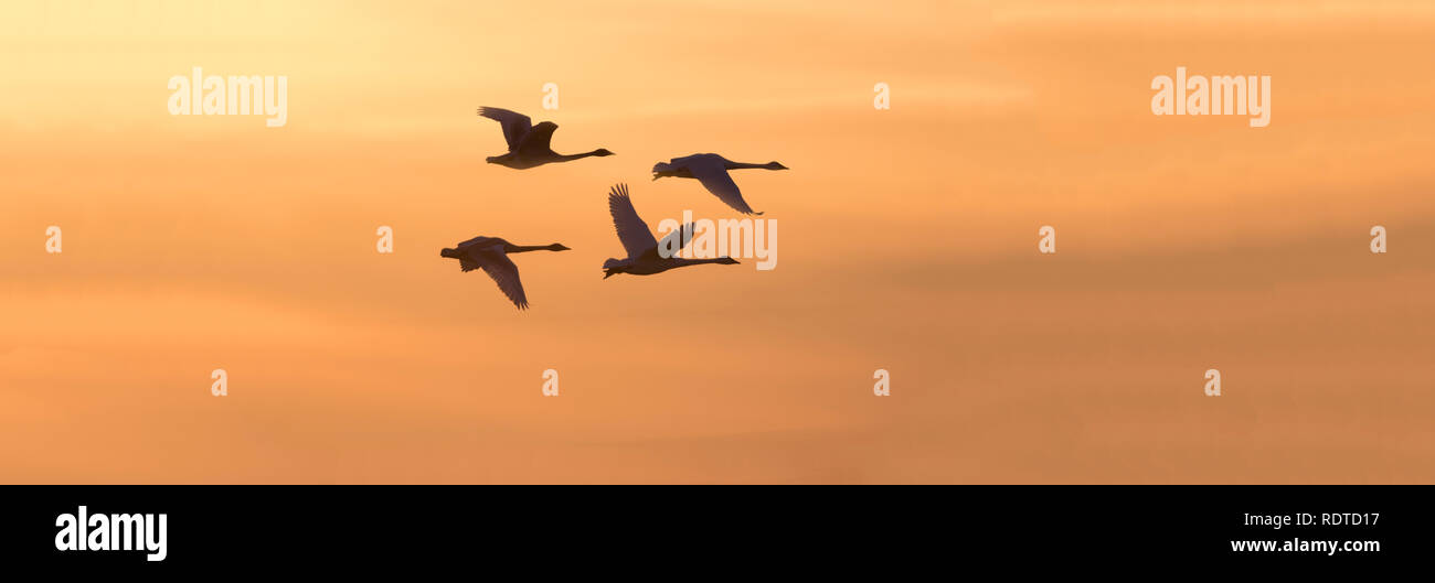 00758-01804 Trumpeter Schwäne im Flug bei Sonnenuntergang, Riverlands wandernden Vogelschutzgebiet, West Alton, MO Stockfoto