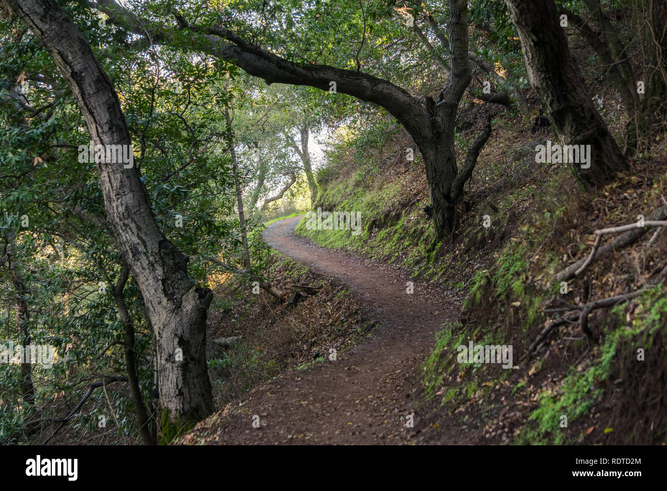 Wanderweg durch die Wälder von Rancho San Antonio County Park, Santa Cruz Mountains, Cupertino, Santa Clara County, Kalifornien Stockfoto