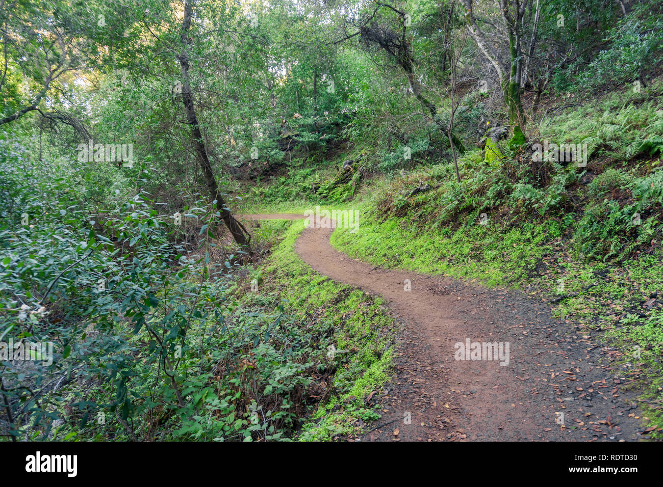 Wanderweg durch die Wälder von Rancho San Antonio County Park, Santa Cruz Mountains, Cupertino, Santa Clara County, Kalifornien Stockfoto