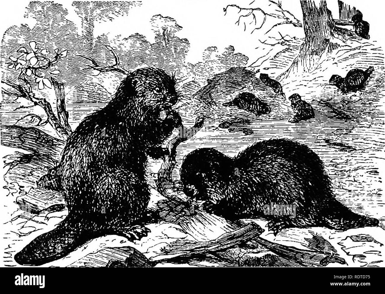 . 14 Wochen in der Zoologie. Zoologie. 98 SUBKINGDOM VEKTEBKATA. Abb. 16 g. Castor canadensis^American Beaver. ^. Castoridae. - der Biber war einmal reichlich vorhanden in Nordamerika, biit Es zieht sich vor der Zivilisation, und ist schnell becom ausgestorbene ing in diesem Land wie in Europa. Seine schuppige Schwanz und Schwimmhäuten zwischen den Hinterpfoten ermöglichen es mit großer Leichtigkeit zu schwimmen. Die Emaille seiner Schneidezähne ist sehr schwer.* Es für seine Inge festgestellt wird - nuity in Gebäude seine Wohnung. f * Die Inder, tlie vor der Einführung des Eisens unter ihnen waren daran gewöhnt, diese als Meißel für worliing Holz und Horn zu verwenden. Ein Zahmes schwerere dauert eine a Stockfoto