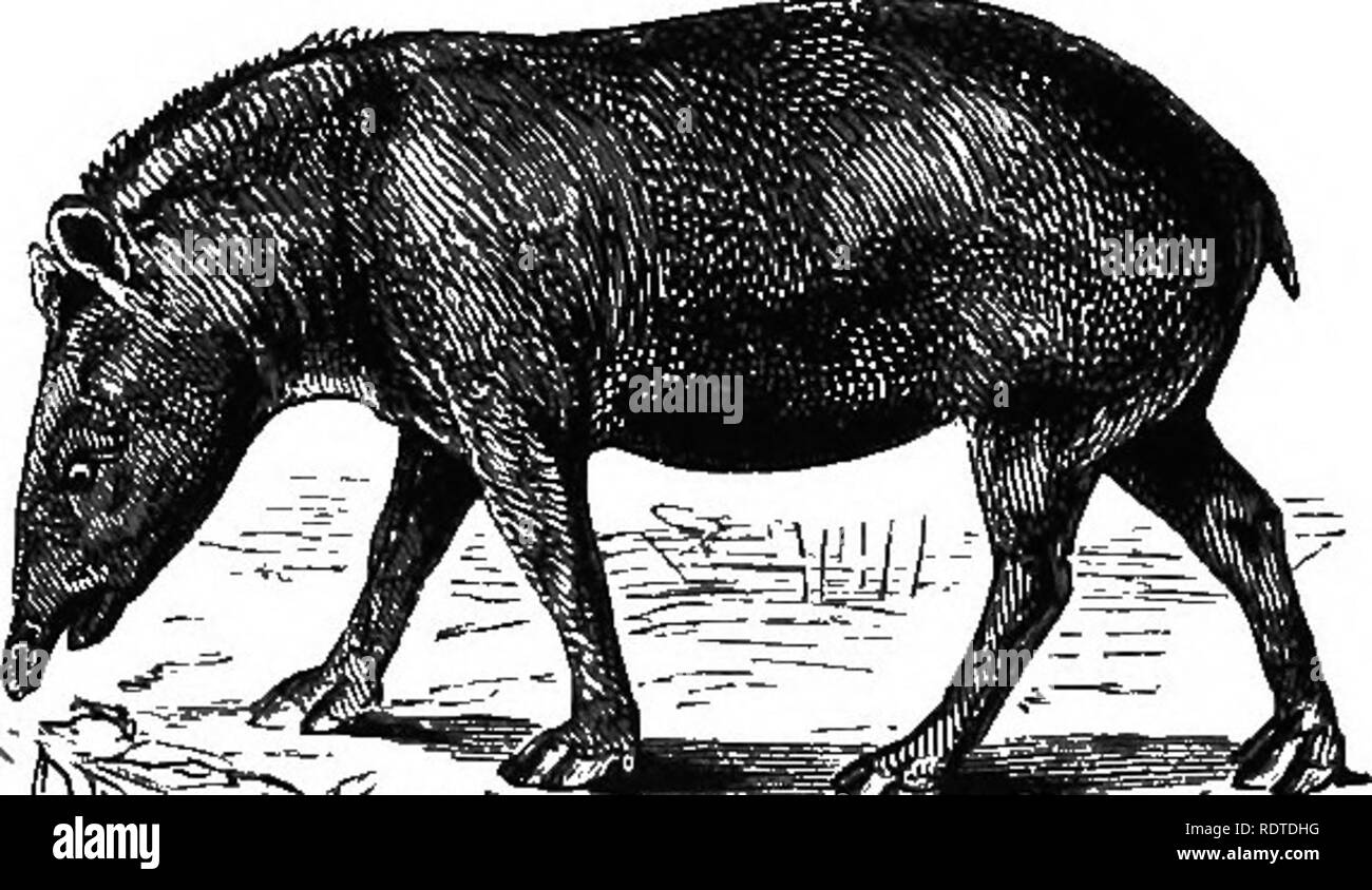 . 14 Wochen in der Zoologie. Zoologie. Mg. 124. TaplmsUcSlor, Indischen Archipel. ^, "Tapiridae. - Der Tapir links Die artiodactyls und perisso - dactyls, seine Vorderpfoten in vier Zehen und seine Hinterpfoten drei. Flug, nur die Mittel der Verteidigung, den Kopf bedeckt mit harter Haut und wie eine konische keilförmig, ist Adapt-ed für langweilige durch verfilztem Gestrüpp. Die einheitliche Farbe schwarz Ol die Südamerikanischen Ta-PIR wird in auffallender Kontrast ^., die weiße Rückseite des ^^^^^^^^^^^^^^^ yrvAff r'''^^^^^, Indische. Taplrm americanus. ^.. Um PROBOSCIDEA. Elephantidae. - Der Elefant ist das größte der Lebens Stockfoto