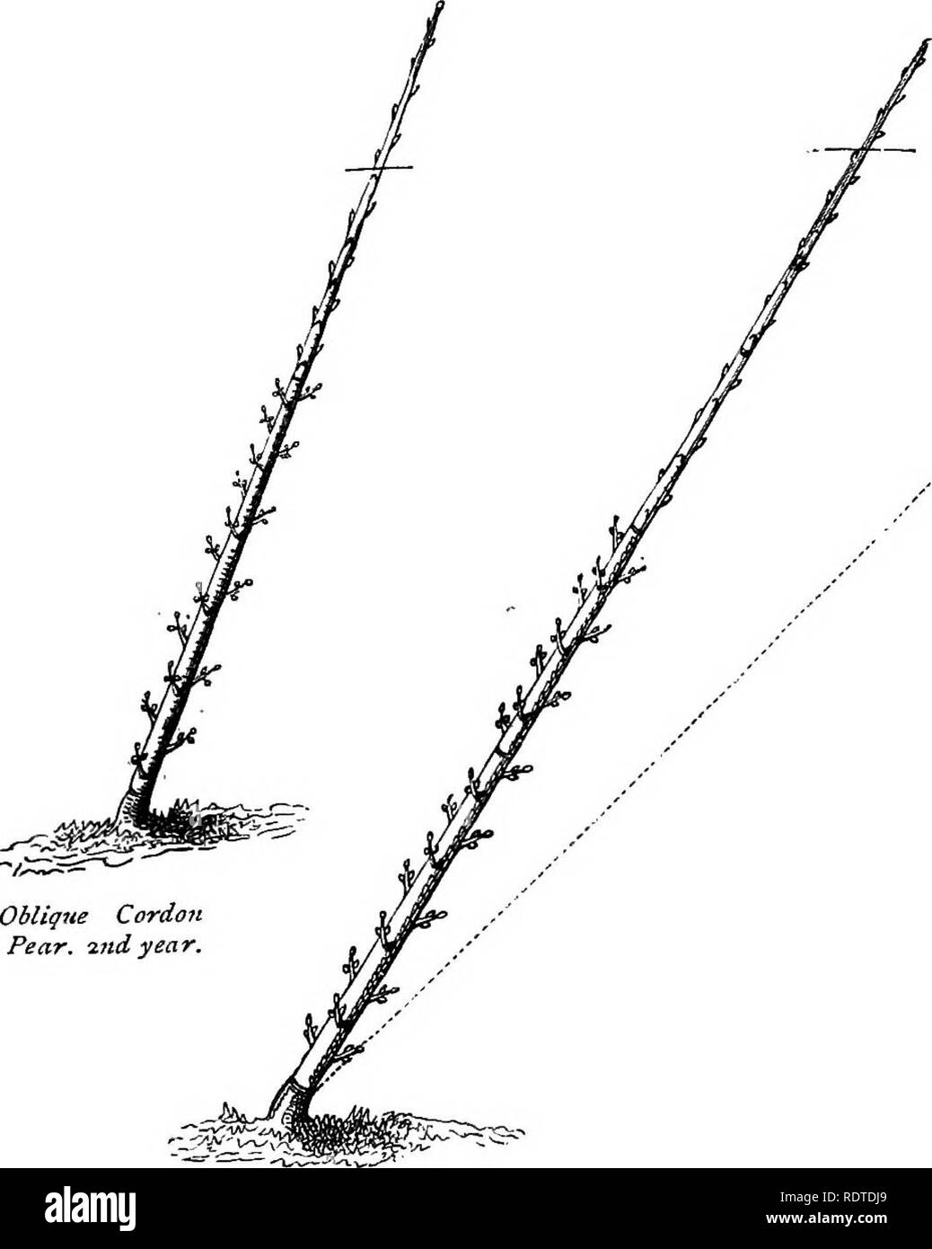 . Die Parks und Gärten von Paris, in bezug auf die Wünsche anderer Städte und der öffentlichen und privaten Gärten angesehen; Hinweise auf eine Studie von Paris. Garten, Gärten und Parks. Kap. XVIII.] DIE BIRNE ALS CORDON. 297 Wand, durch irgendwelche Mittel, eine Notwendigkeit für die erfolgreiche Kultur von Cordon Birnen im Süden und Westen von England. In Bezug auf die Beschneidung, meine späte Gärtner schreibt wie folgt: "Meine Erfahrungen in Kneifen war nie was ich führte zu erwarten; nie, aber in einem einsamen Instanz, habe ich gefunden die Frucht-bud das Resultat dieser Praxis zu sein, und sogar, dass einer, der so weit von Stockfoto