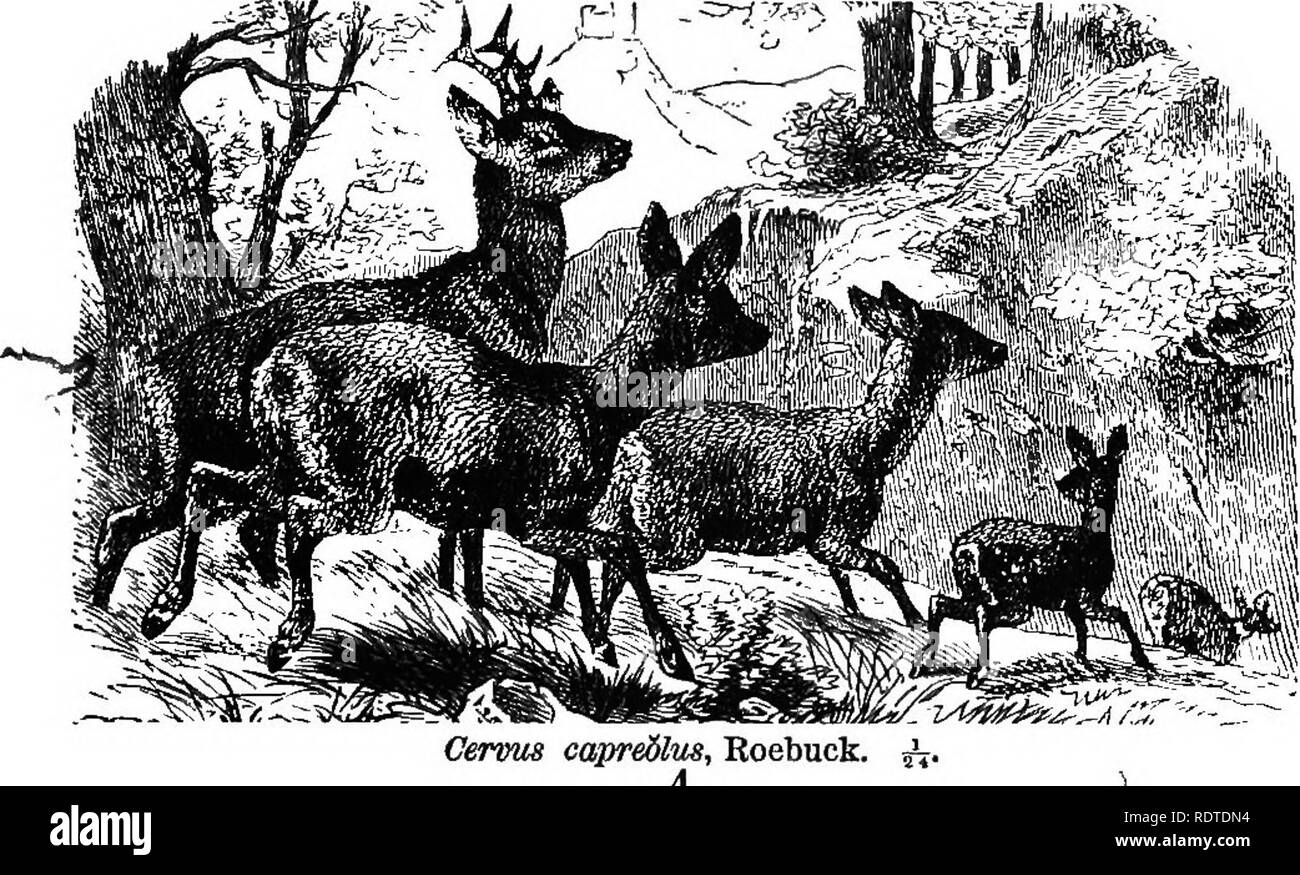 . 14 Wochen in der Zoologie. Zoologie. Cervus canadensis, Wapiti. jV Fia 106. Cervus capredltis. Roebuck. 4. Bitte beachten Sie, dass diese Bilder sind von der gescannten Seite Bilder, die digital für die Lesbarkeit verbessert haben mögen - Färbung und Aussehen dieser Abbildungen können nicht perfekt dem Original ähneln. extrahiert. Steele, Joel Dorman, 1836-1886. New York, Chicago [etc. ] A. S. Barnes&amp; Company Stockfoto