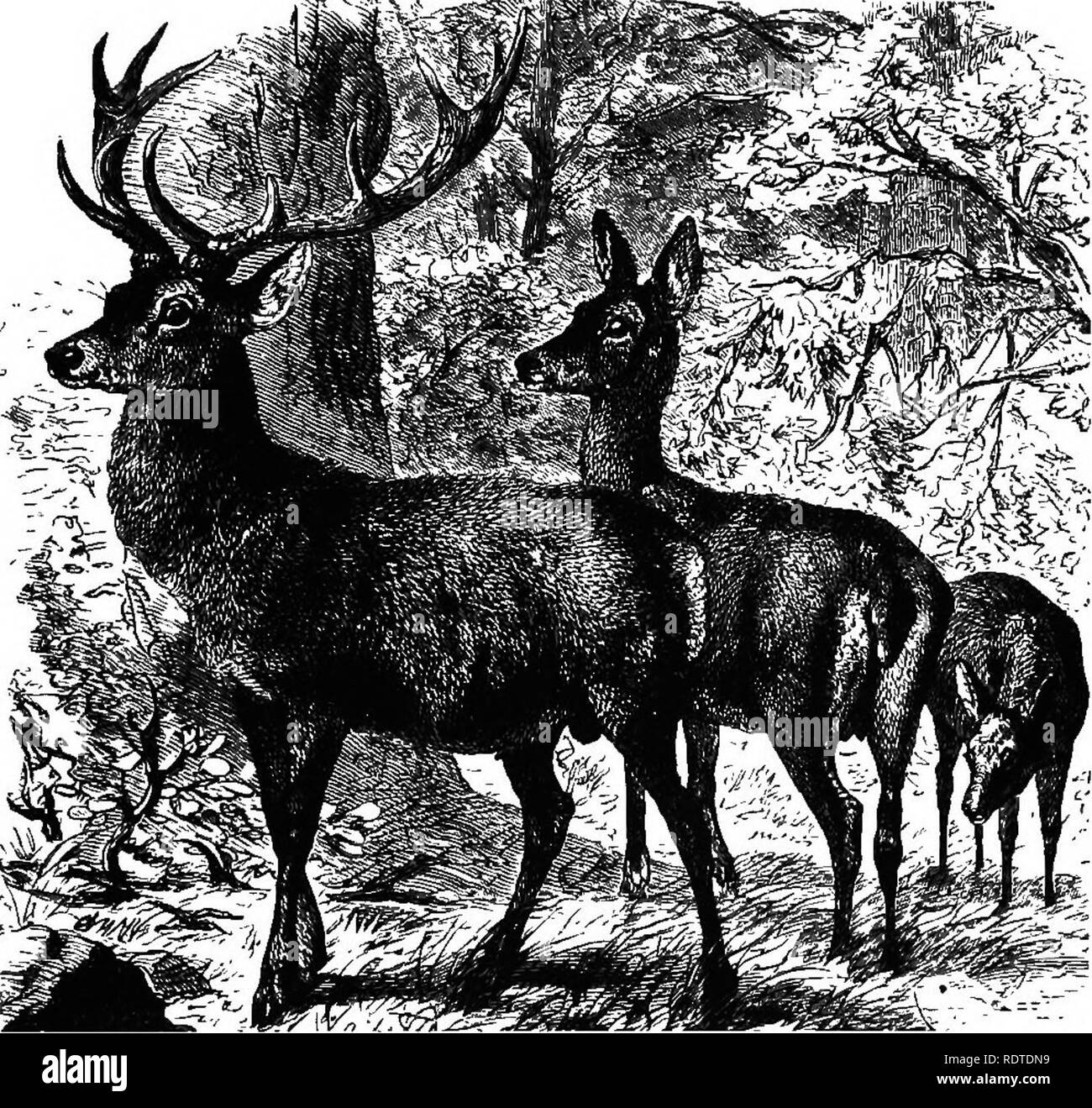 . 14 Wochen in der Zoologie. Zoologie. Klasse Säugetiere: um UNGtJLATA. Abb. 105. n. Cervus canadensis, Wapiti. jV Fia 106. Bitte beachten Sie, dass diese Bilder sind von der gescannten Seite Bilder, die digital für die Lesbarkeit verbessert haben mögen - Färbung und Aussehen dieser Abbildungen können nicht perfekt dem Original ähneln. extrahiert. Steele, Joel Dorman, 1836-1886. New York, Chicago [etc. ] A. S. Barnes&amp; Company Stockfoto