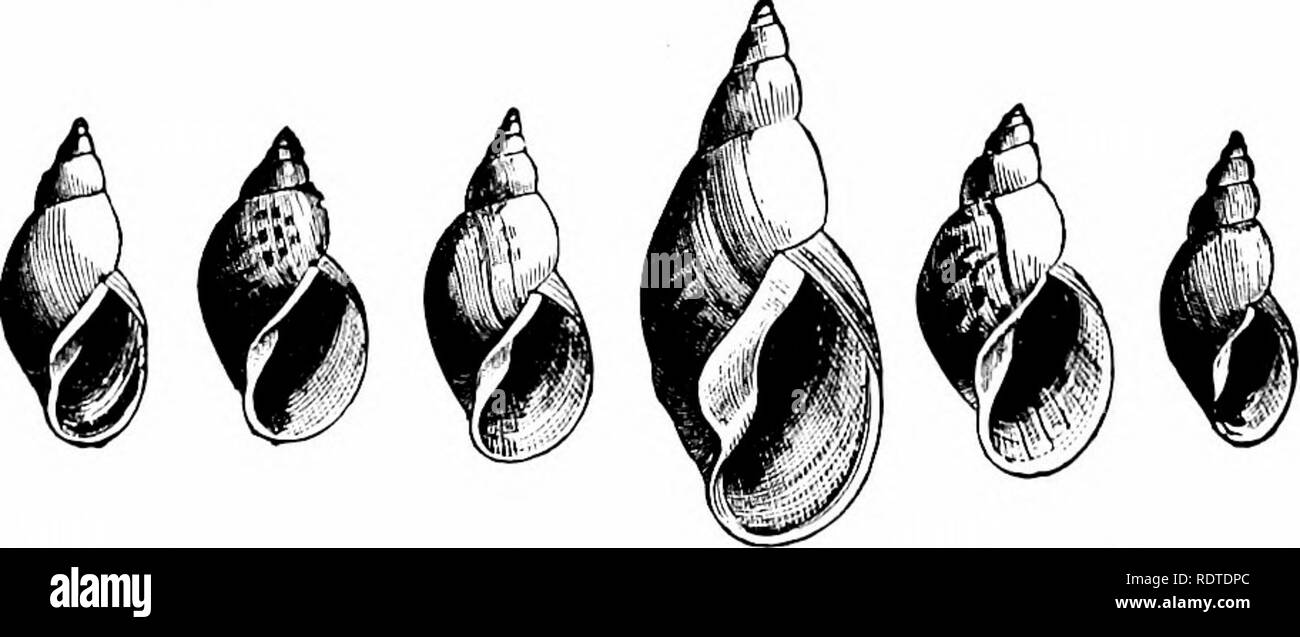 . Zoologie. Zoologie. Fio. 81.-^ Eo!, ein nudi - Niederlassung ...