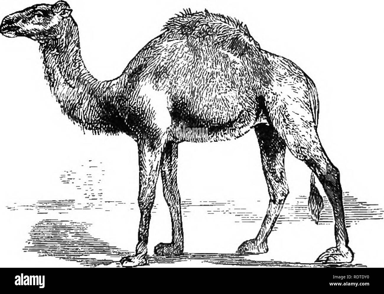 . 14 Wochen in der Zoologie. Zoologie. Wasser-Zellen von Camel's Stymach. Die Familie ist wie folgt aufgelistet: CAMELID/t. Zehen United auf dem Nagel. Zehen getrennt. Eine hdmp; zwei HÖCKERN ich Camelas Camelus dromedarius, bactriaous, D. omedary. Baktrischen Camd. Â ohne Hump; Auchenia llama. Das Dromedar ist eigentümlich zu sterilen Regionen angepasst. Ihren langen Hals, Schneidezähne und Eckzähne in beiden Kiefern, Spezial-zwischensohle, p^g 73 Gaumenspalte Oberlippe, und Schmale Backe - Knochen, damit es seine Nahrung von dornigen Sträuchern durch die Art und Weise zu beschneiden - Seite ohne retard-ing seine Geschwindigkeit; seine haarigen Nüstern, die sich intuitiv, schützen Sie es Stockfoto