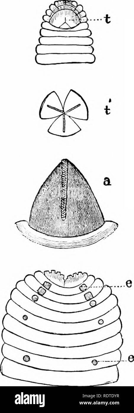 . Zoologie. Zoologie. 50 Zoologie. Die gemeinsame eartli-worm (Abb. 54) ist zylindrisch und viele verbunden. Die kleine Monat oisens an der Unterseite des ersten Segments. Die eartli-Wurm ist in der Lage pro-pendicularly, Boards oder die Seiten von Gebäuden nach Minute, Klettern. V^-.....-. Eine Fia r) i 5.  Larg: e Leech, natürliche Größe, ein, ein Zahn; e, Leiter erweiterten mit den Augen,?, triradiate Zähne; t', mit Blick auf die drei Zähne, vergrößert tiissler, Del. kurze, gebogene l. iri. stlcs, die tief in den Mus eingefügt werden - cnlar Wände des BSB3r, und in zwei Reihen entlang jeder Seite der ilio Körper (Bild angeordnet. 37*). In Stockfoto
