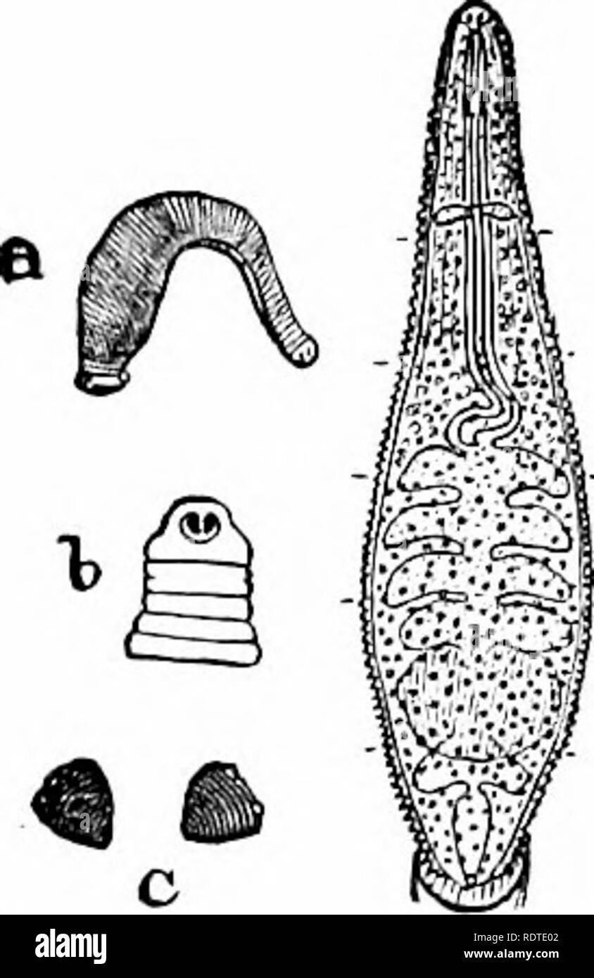 Zoologie Zoologie Blutegel 49 In Der Blutegel Die Den Typ Des Ersten Und Niedriger Der Korper Ist Etwas Abgeflacht Und In Zahlreiche Kurze Undeutlich Gekennzeichnete Segmente Nicht Ertragen Ing Keine