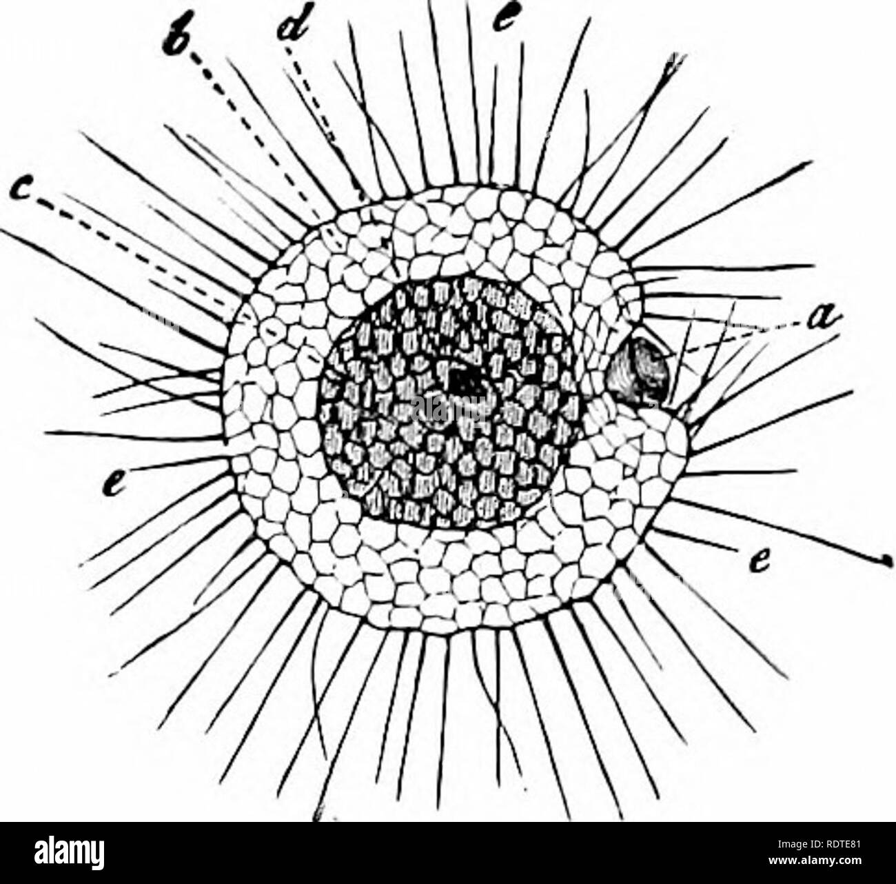 Ein stueck des felsens besitzen