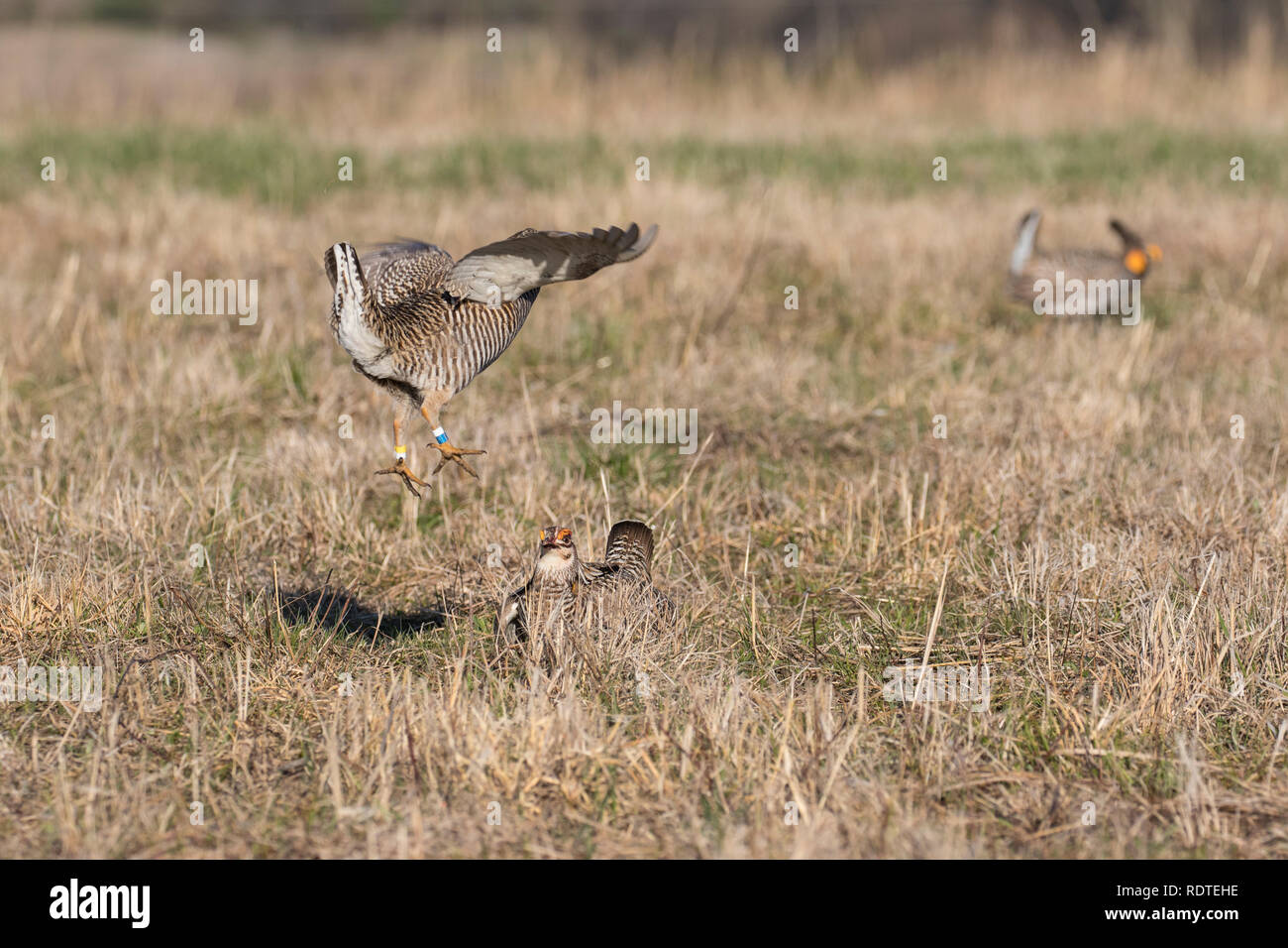 00842-05910 größere Prairie-Chickens (Tympanuchus cupido) Männer kämpften - territorialen Streit über lek Prairie Ridge State Natural Area, Marion Co.IL Stockfoto