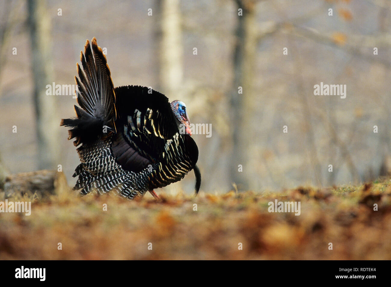 00845-01605 Östlichen wilder Truthahn (Meleagris gallopavo silvestris) gobbler stolzieren, Stephen A. Forbes SP, Marion Co.IL Stockfoto