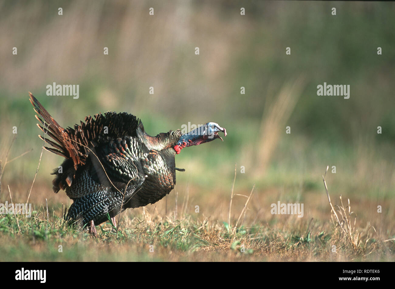 00845-03103 Östlichen wilder Truthahn (Meleagris gallopavo) männlich (Jake) verschlingen in Feld, Williamson Co. TN Stockfoto