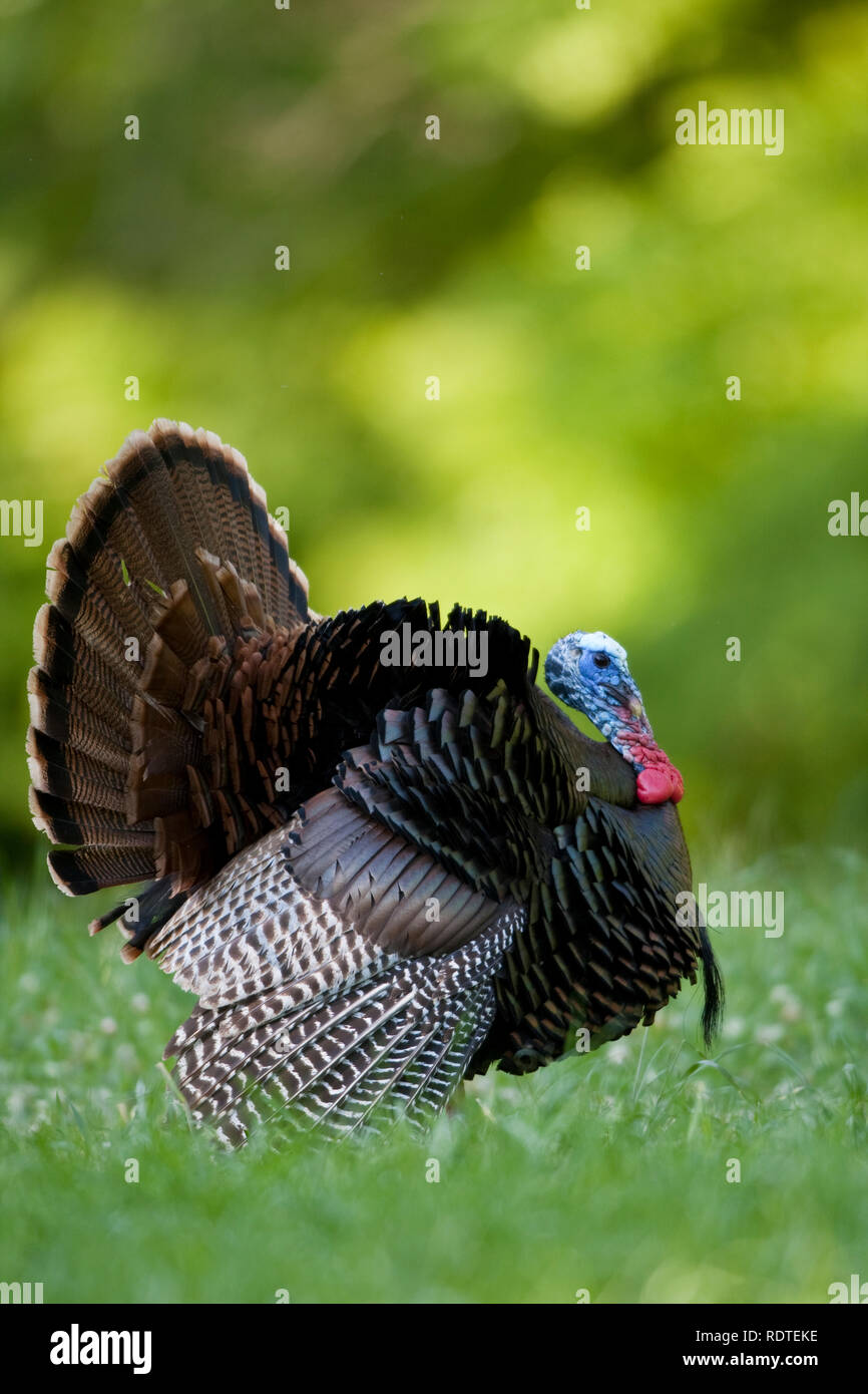 00845-07014 Östlichen wilder Truthahn (Meleagris gallopavo) gobbler strutting im Feld, Holmes Co., MS Stockfoto