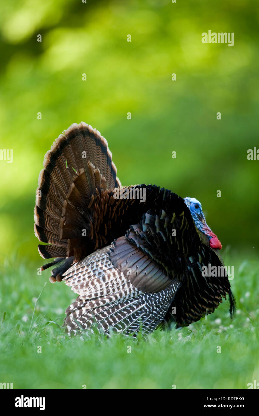 00845-07109 Östlichen wilder Truthahn (Meleagris gallopavo) gobbler strutting im Feld, Holmes Co., MS Stockfoto