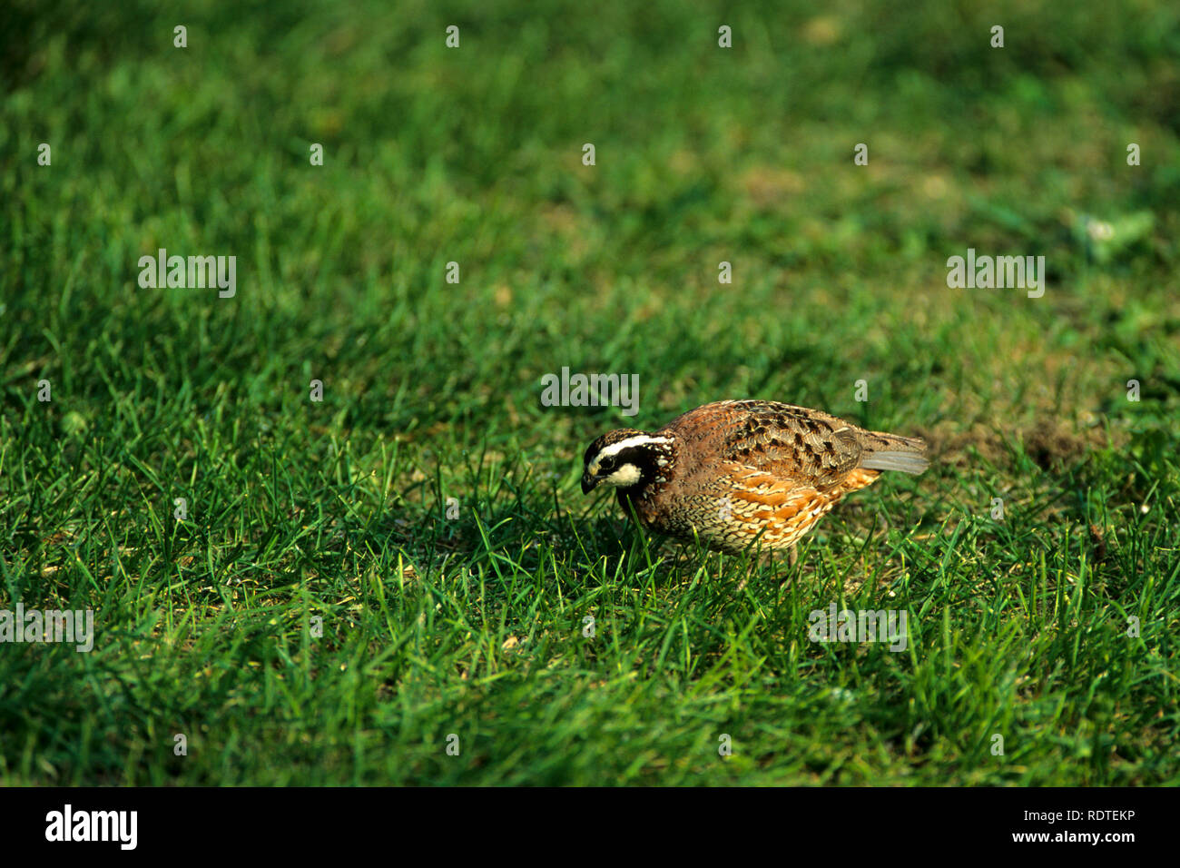 00849-007.08 Northern bobwhite (Colinus virginianus) IL Stockfoto